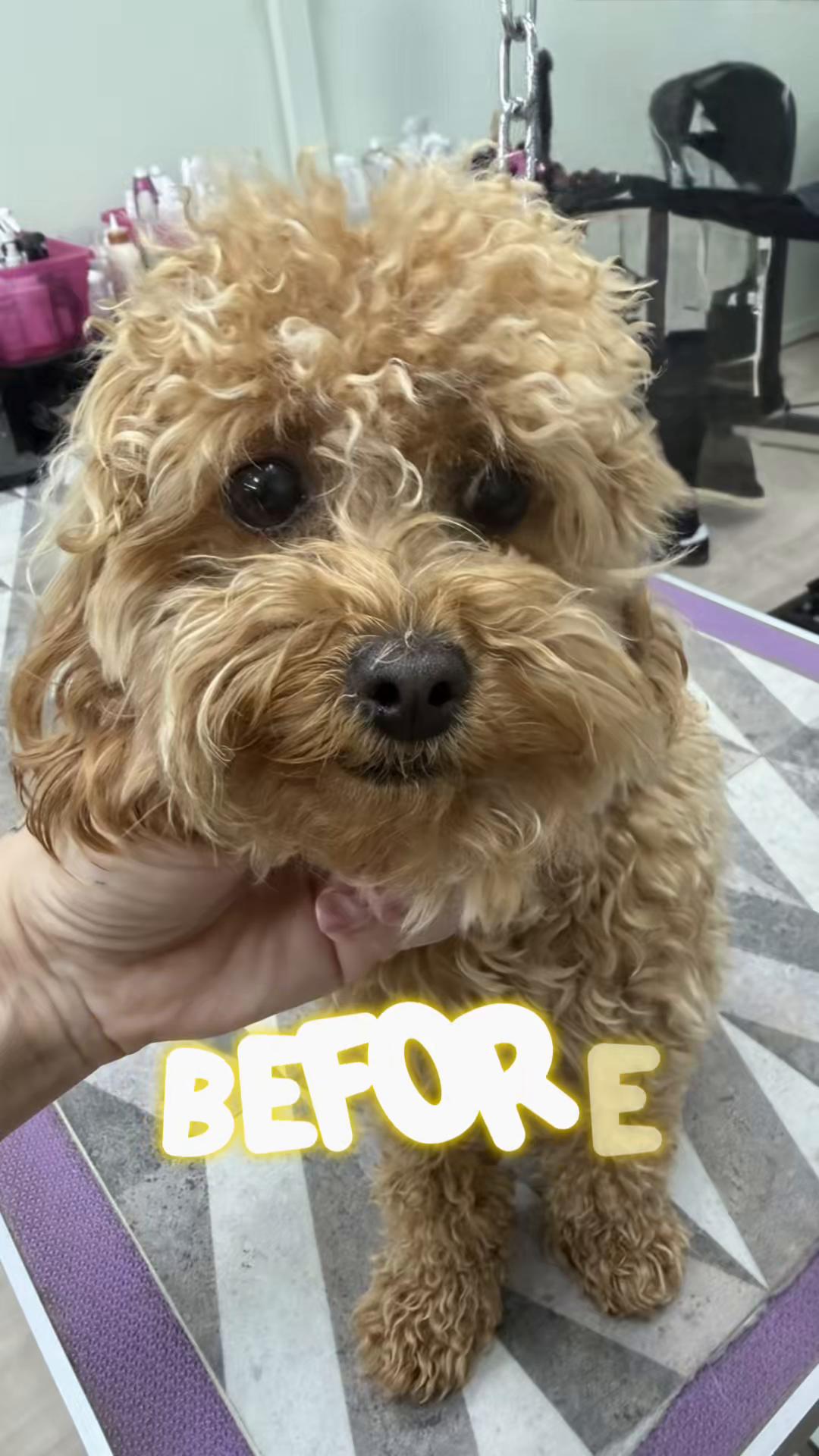 @Anna_cani