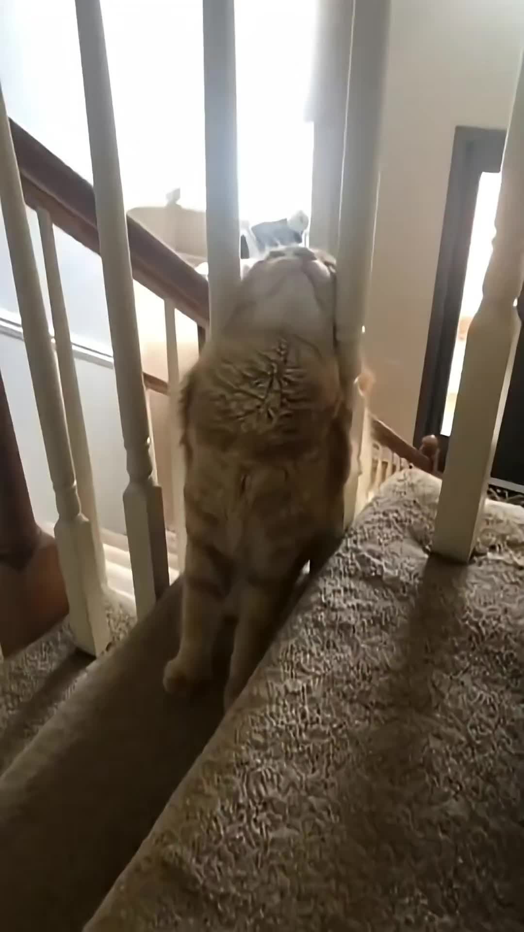 @Funny Cats 🐈