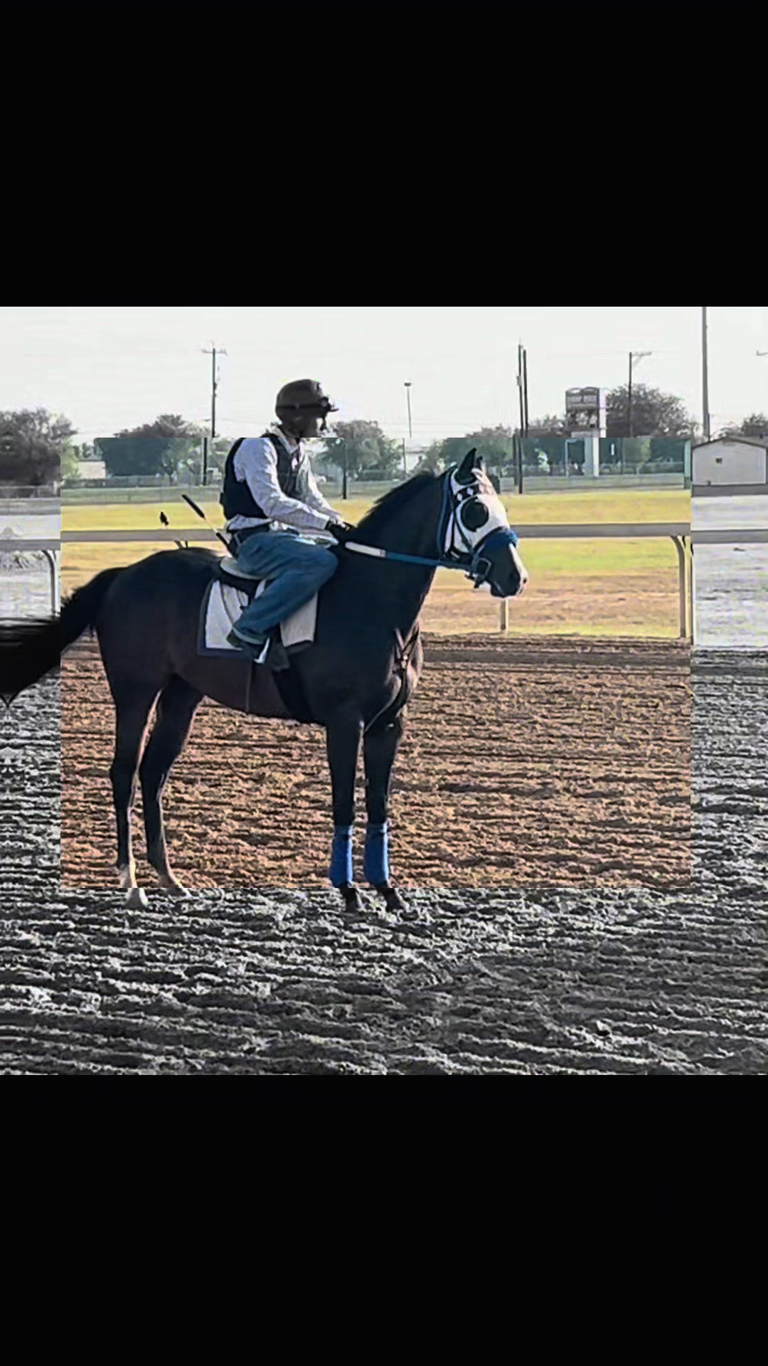 @JM Performance Horses