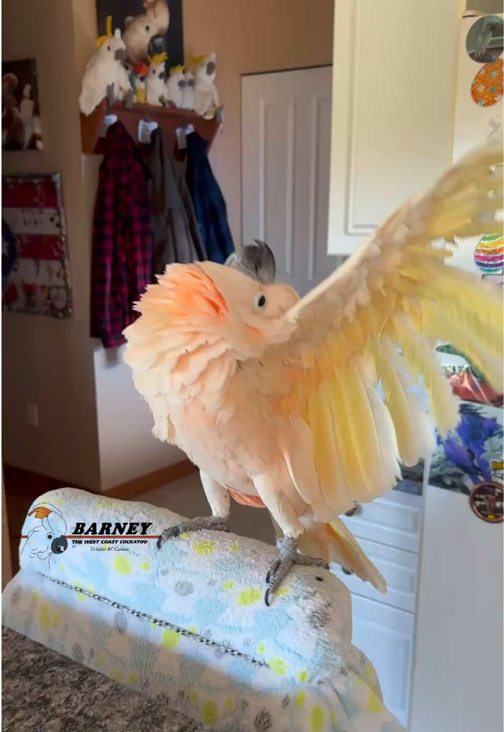 @Barney the West Coast Cockatoo
