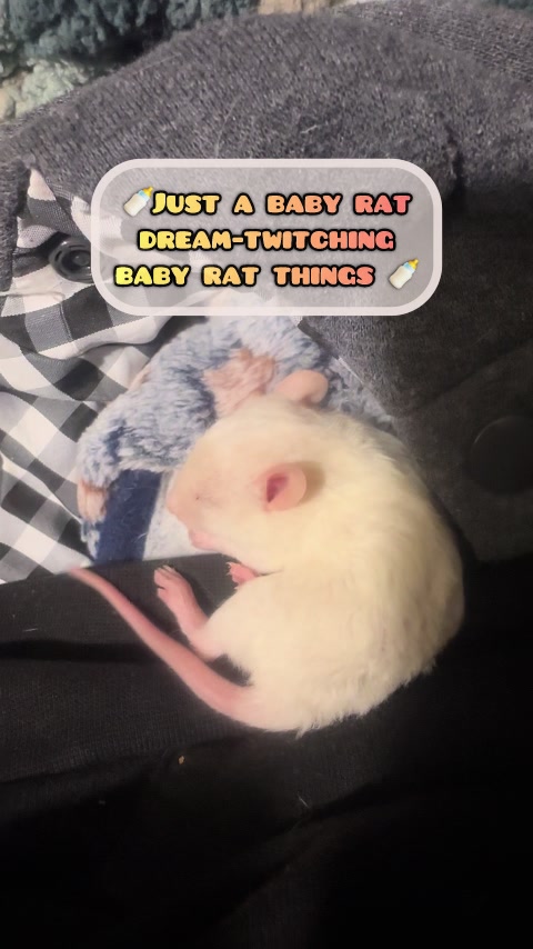 @Nosies and Toesies Rattery