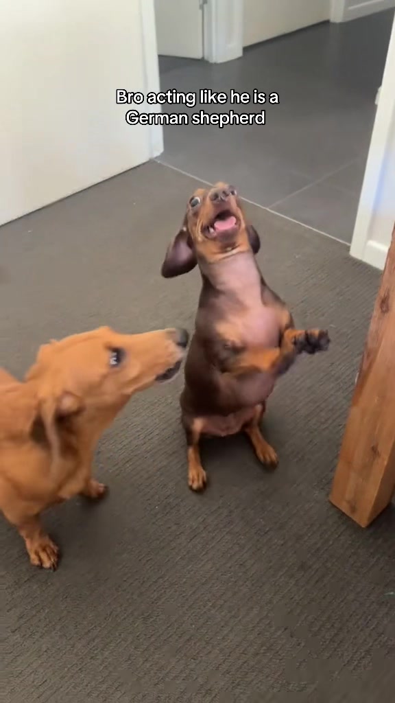 @Cute dachshund core