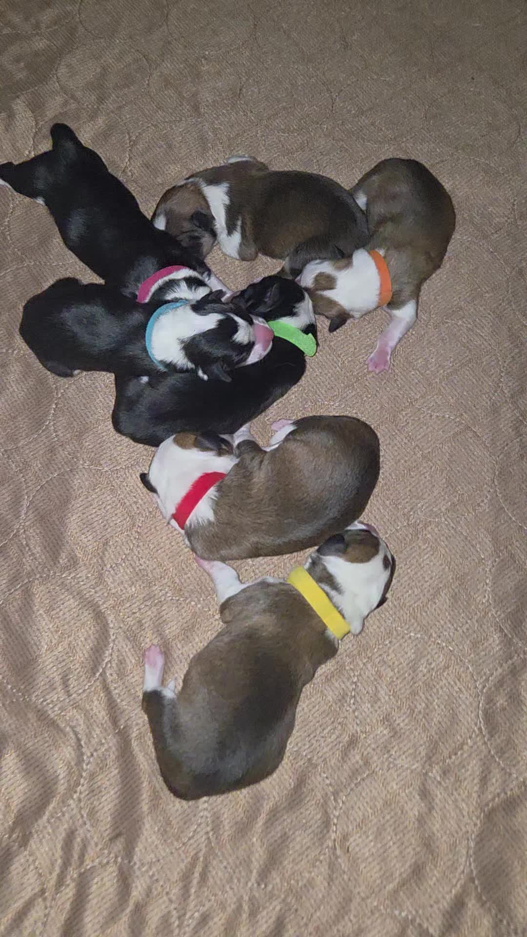 @PNW Pembroke Welsh Corgis
