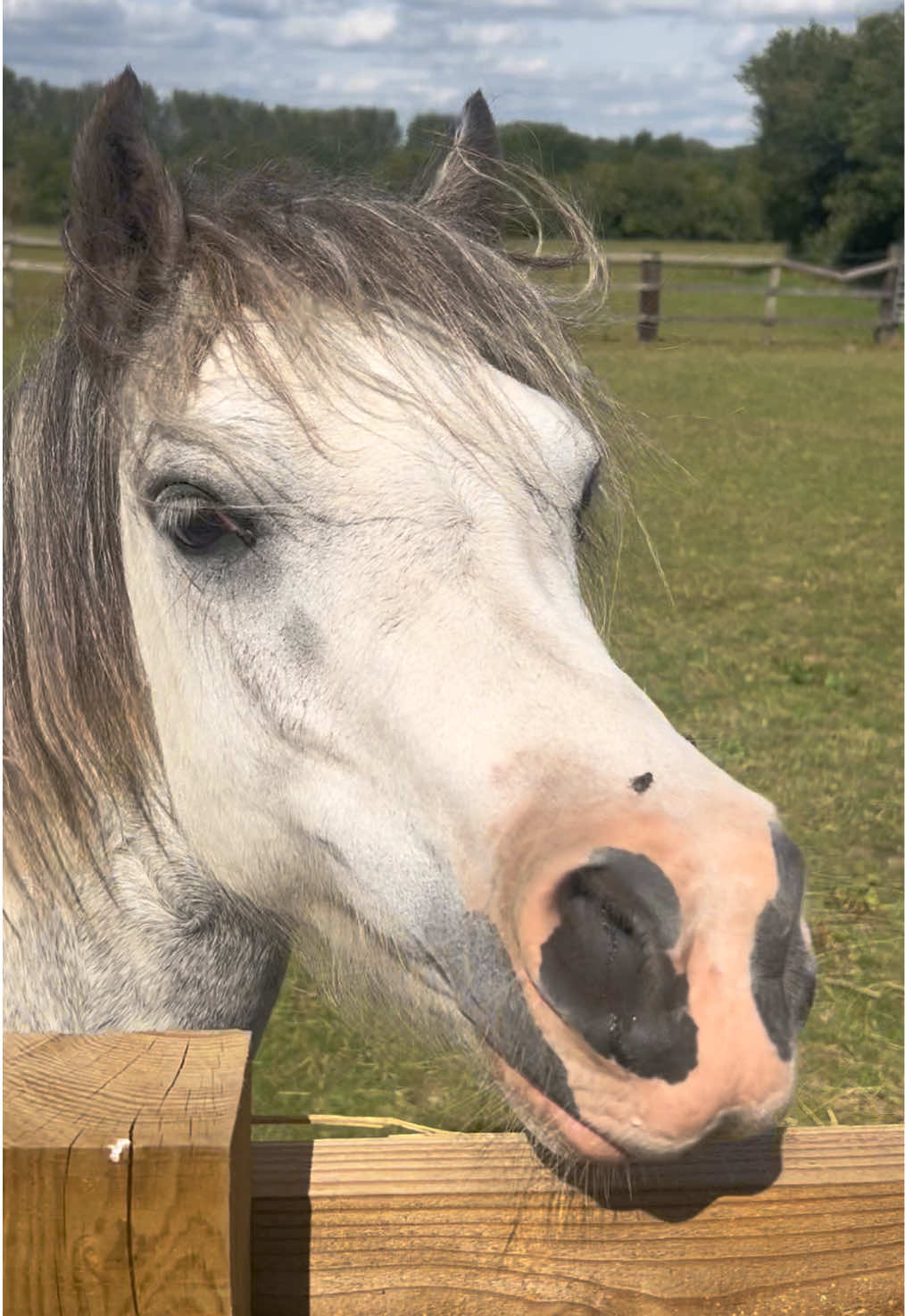 @Moor Farm Stables