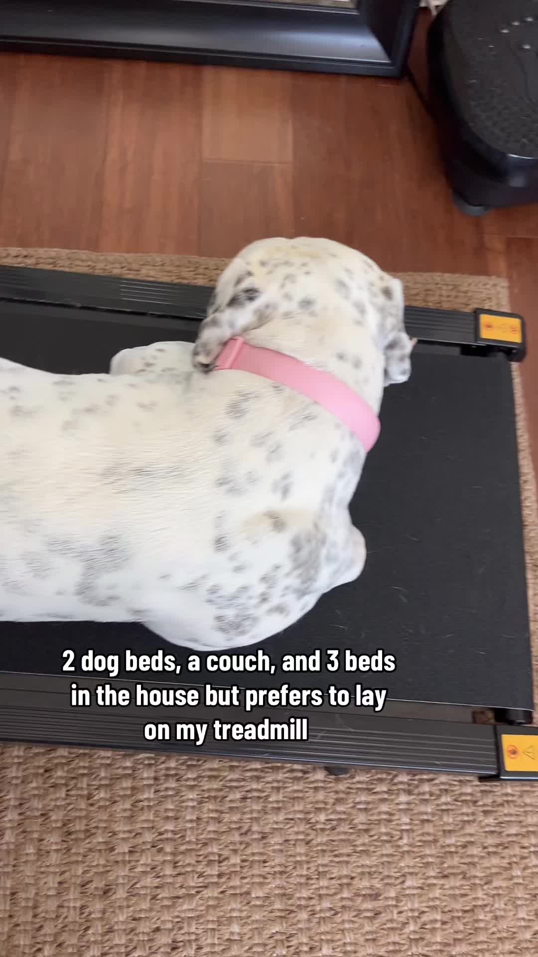 @lifewithstella