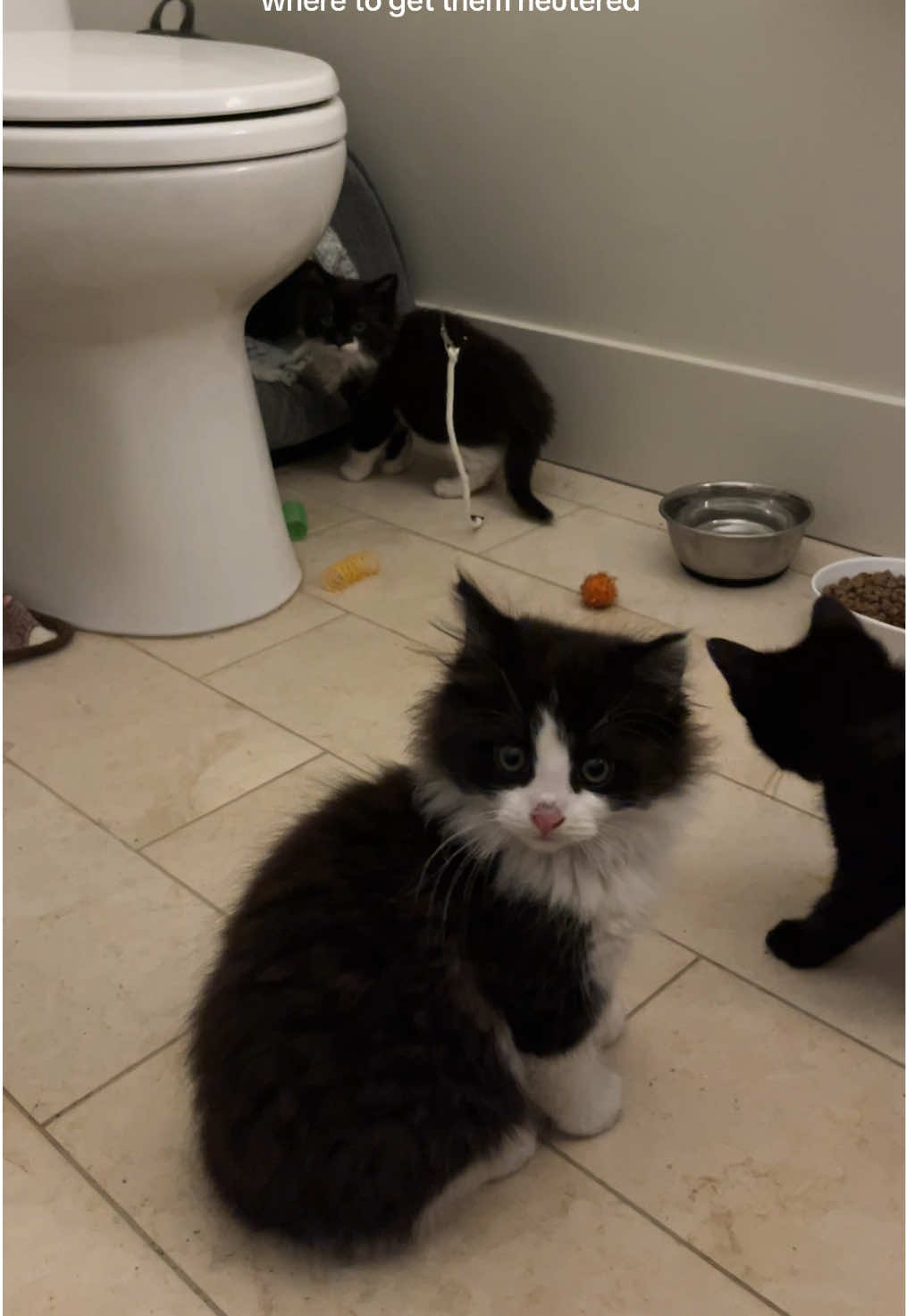 @tiana fosters cats