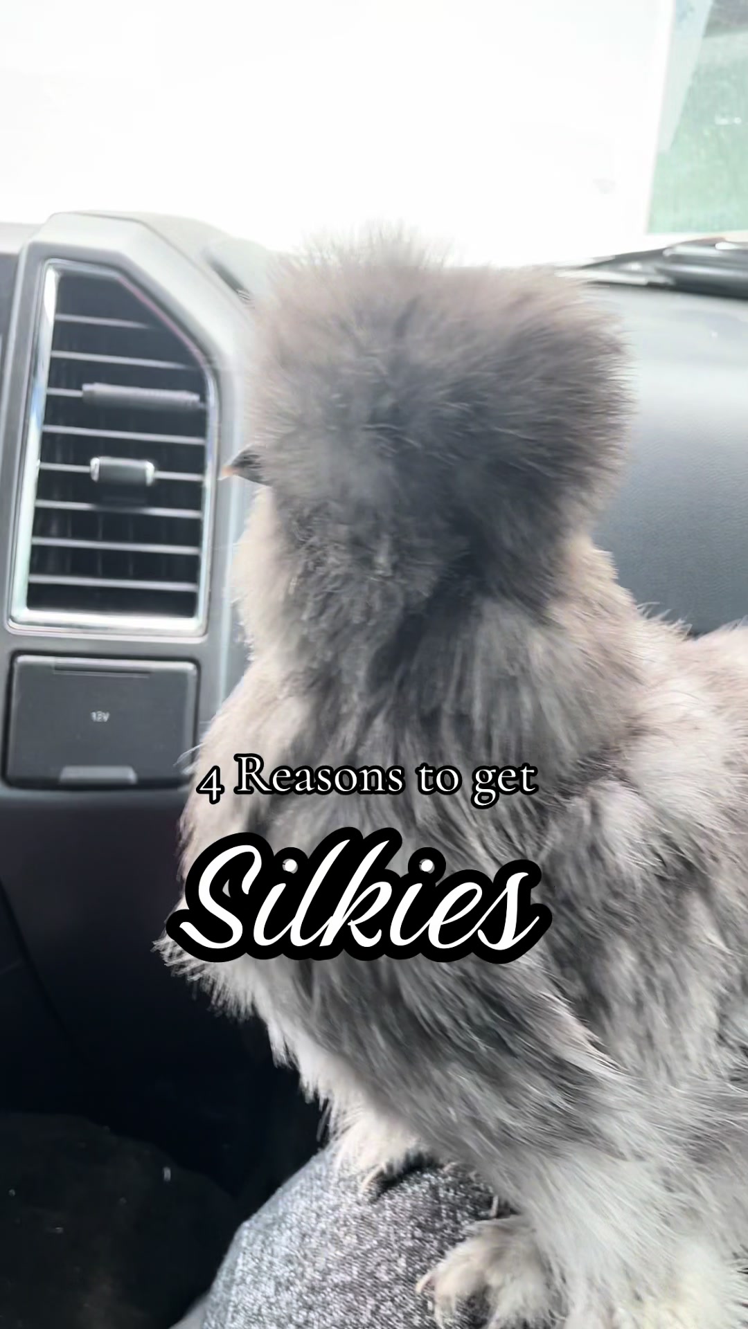 @𝕊𝕚❁ᥫ᭡𝔽𝕝𝕦𝕗𝕗𝕪ℂ𝕠𝕣𝕣𝕒𝕝