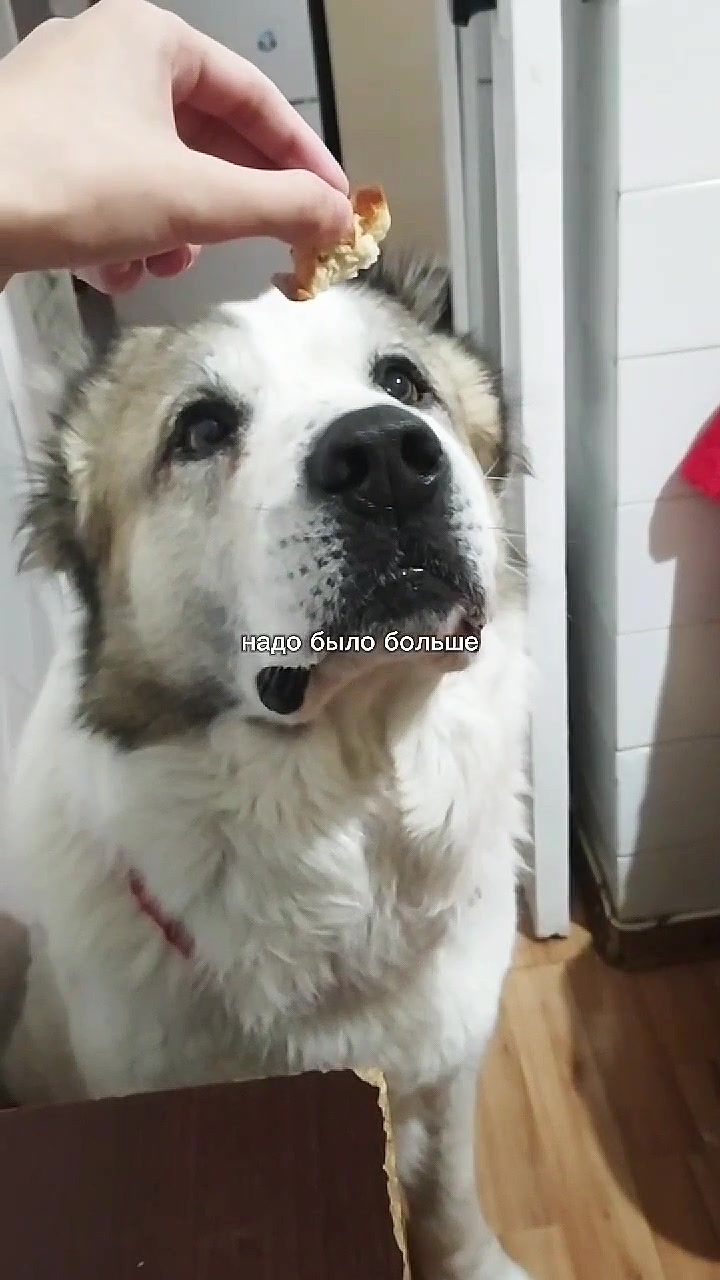 @𝗦𝗜𝗔 𝗧𝗔𝗩𝗜𝗦𝗛 | СияТавиш