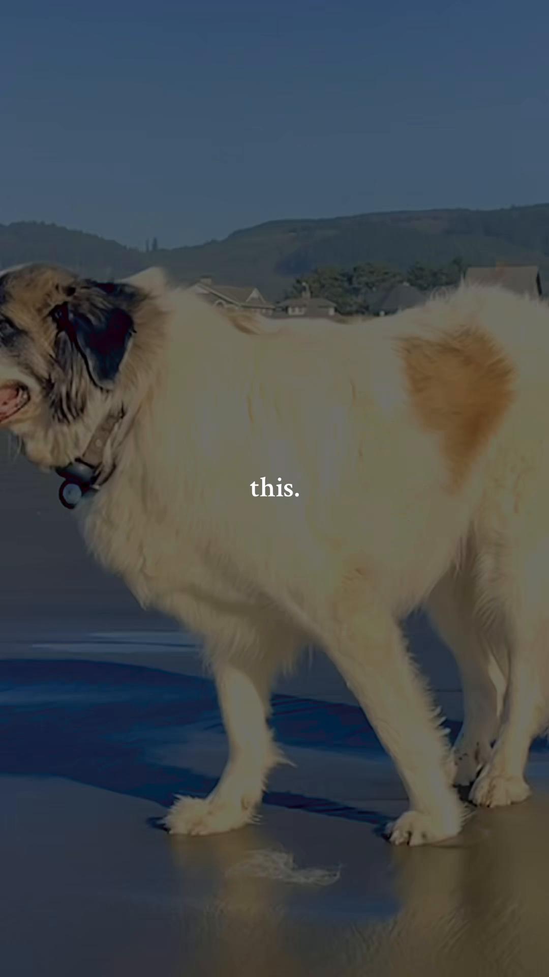 @PawsandPassports
