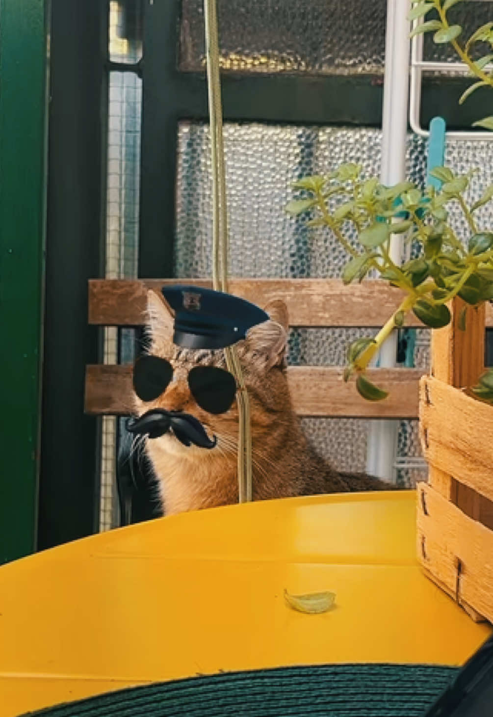 @Life with Kokoro the cat