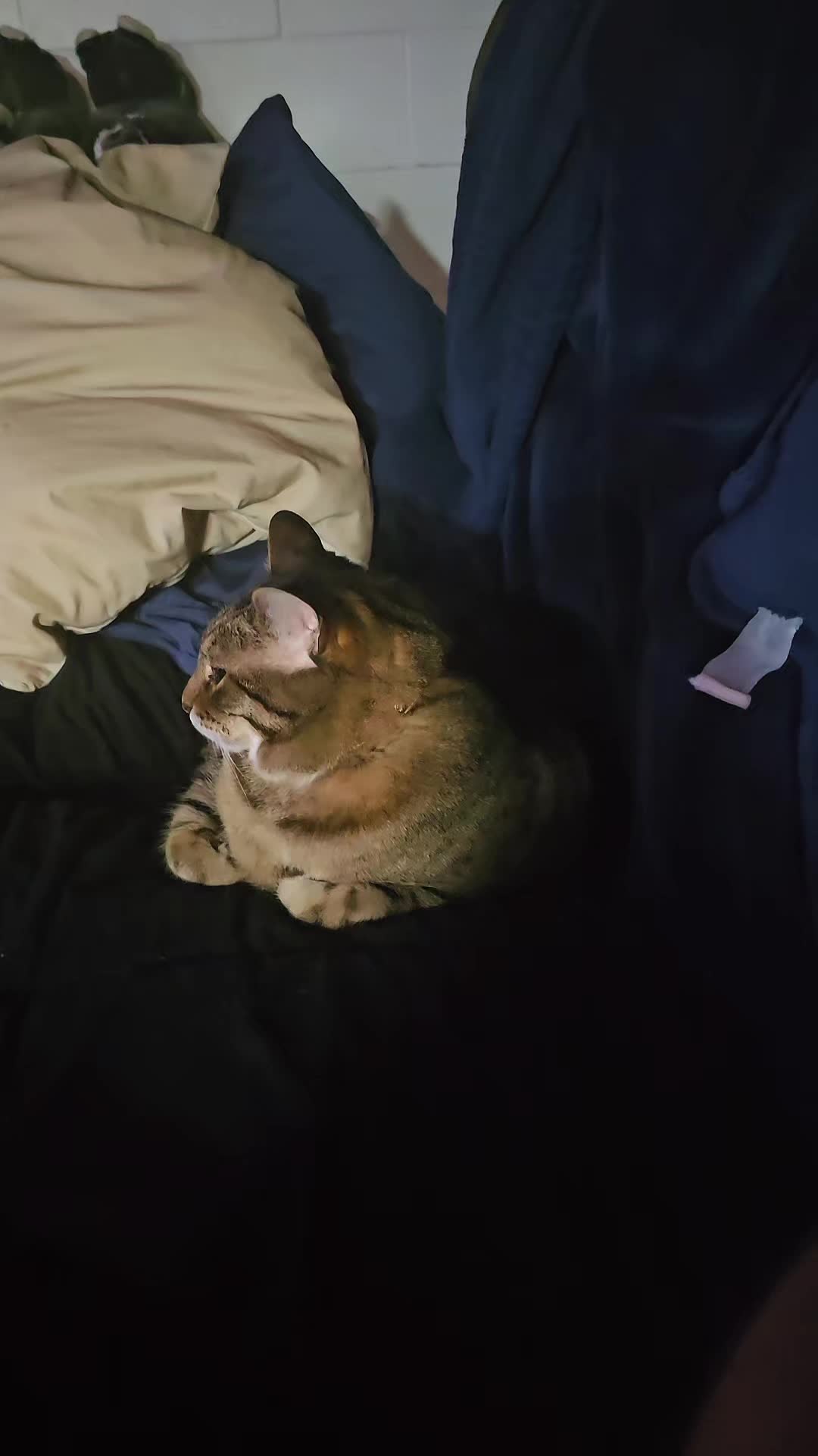 @Eager Cat Dad