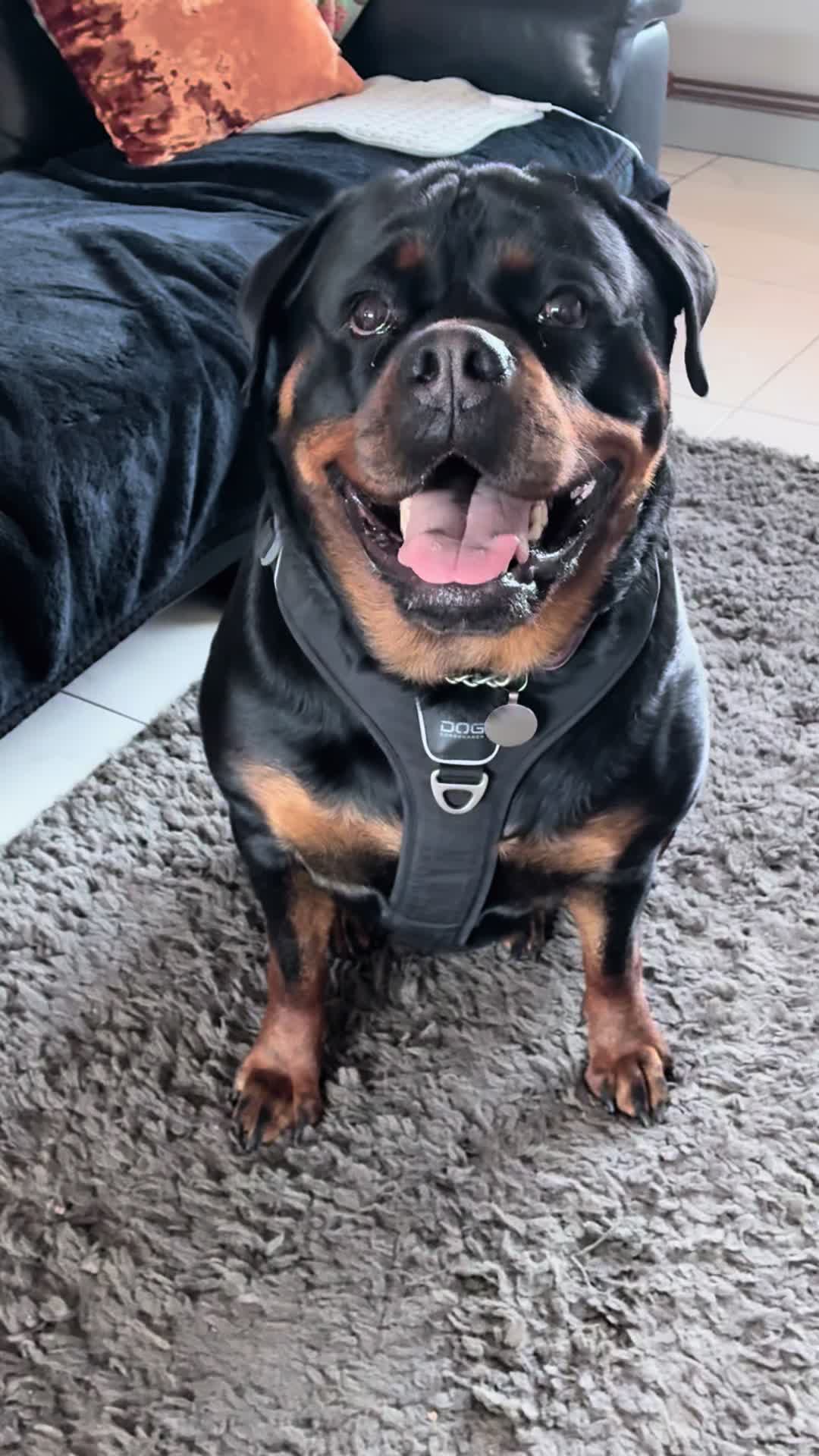 @❤️Rottiexena❤️Rottweiler Dog