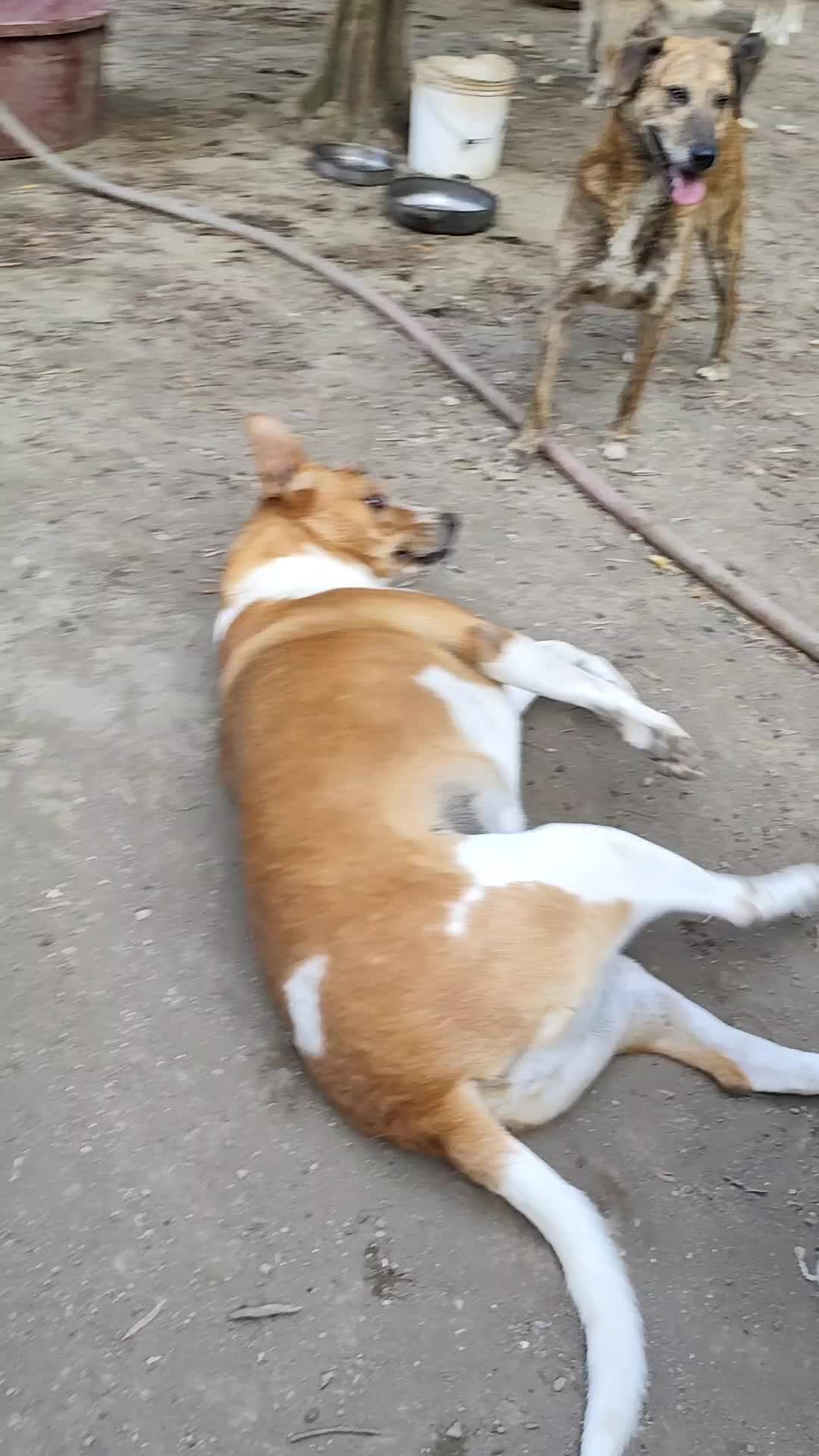 @Io e la mia karmela 🥰