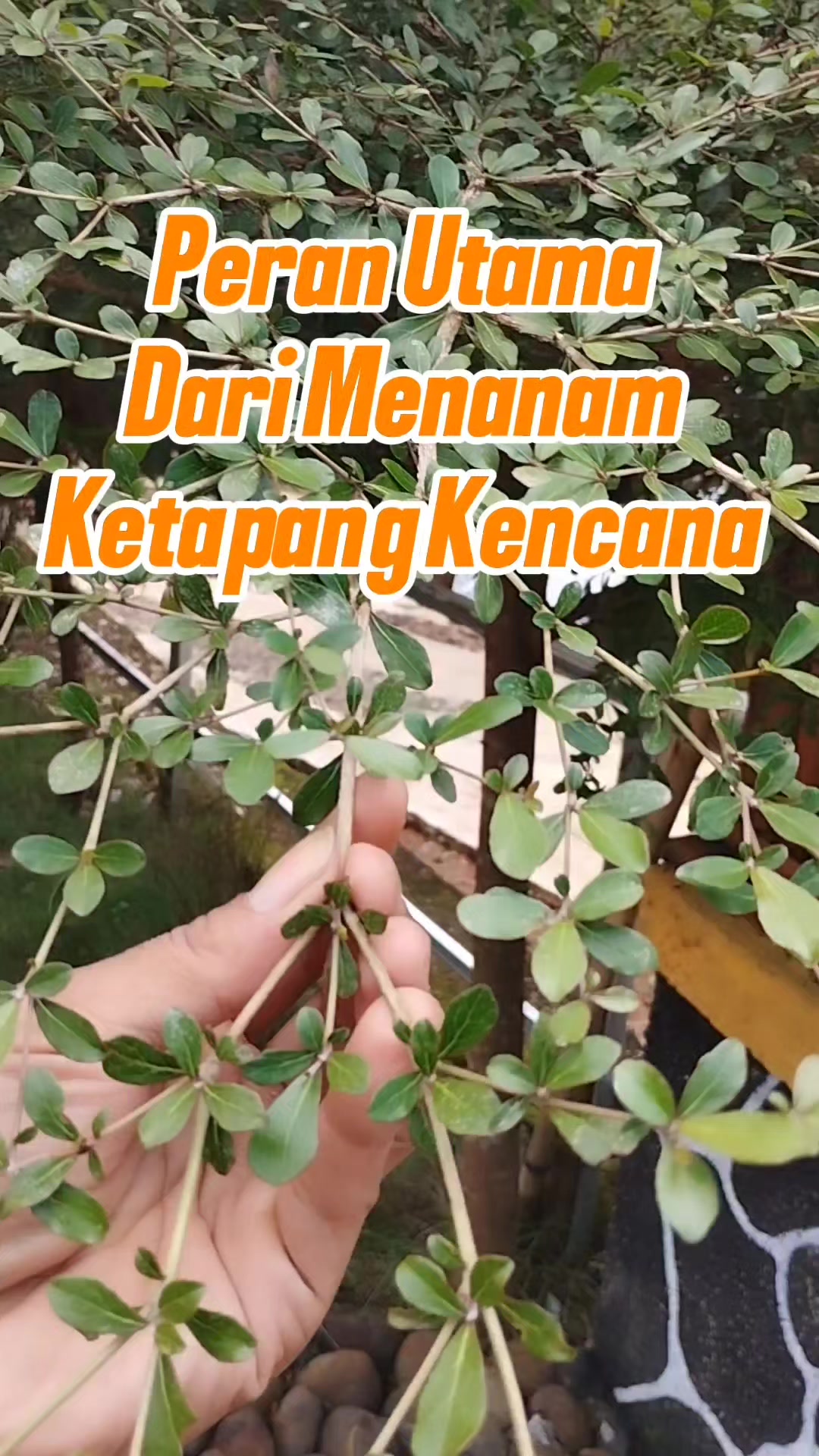 @Bukit Farming