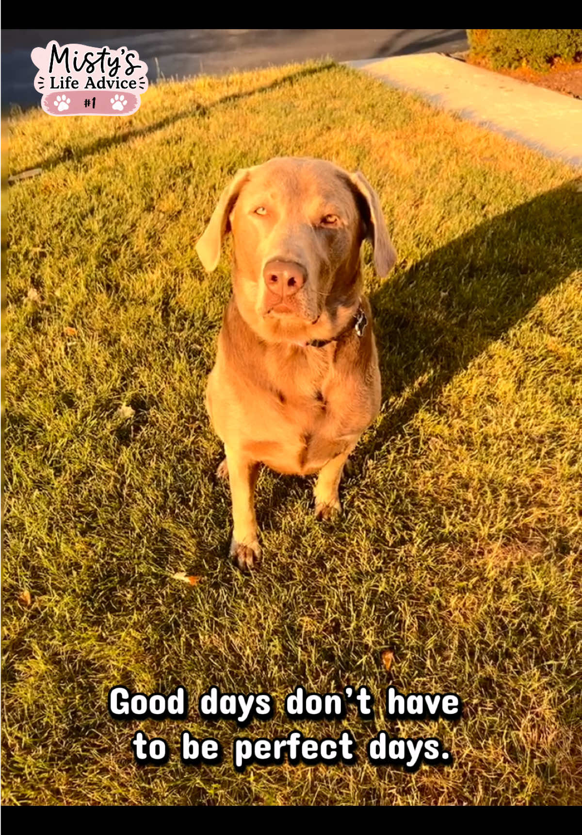 @Misty&rsquo;s🐾Dog Mom