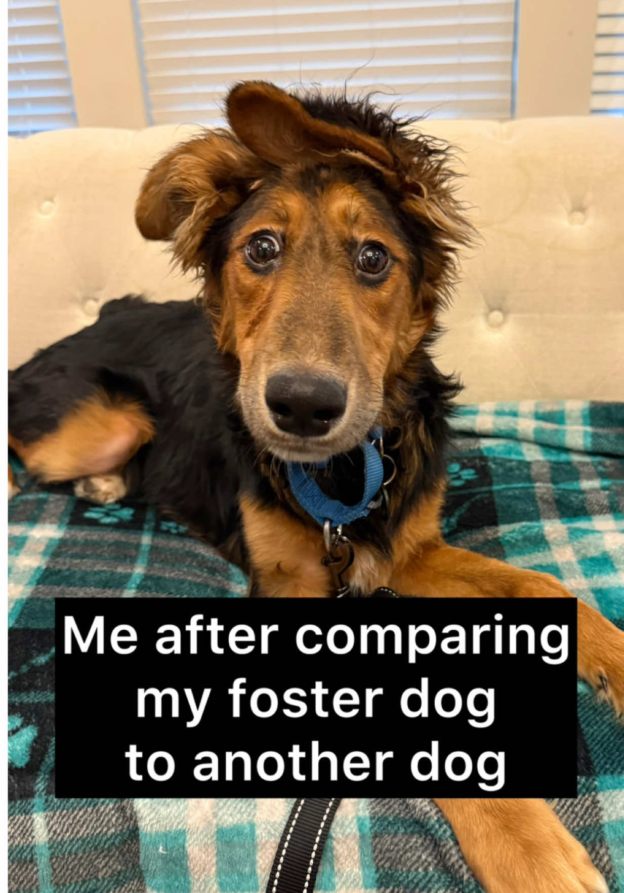 @whitneysdogs