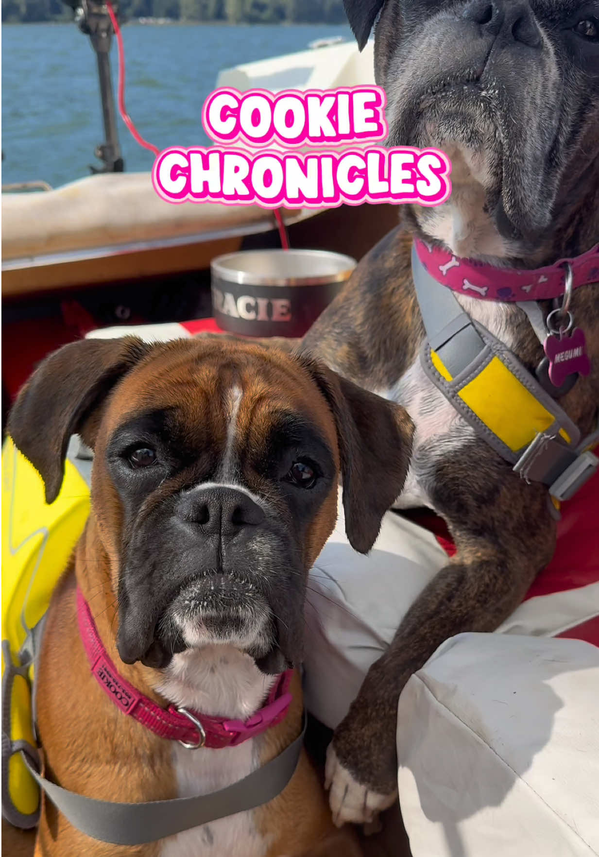 @boxermadness
