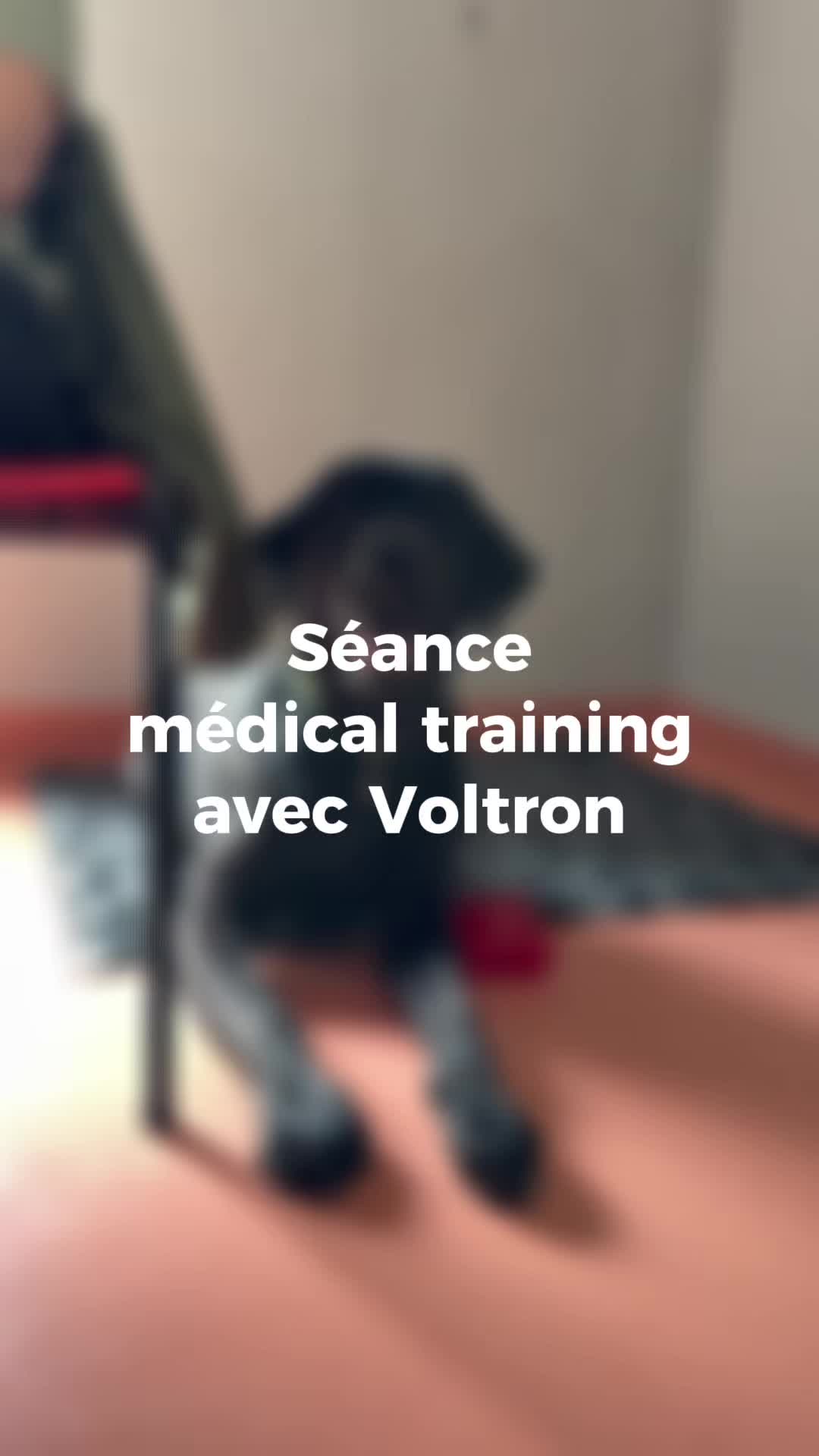 @Chiens Guides de l’Est
