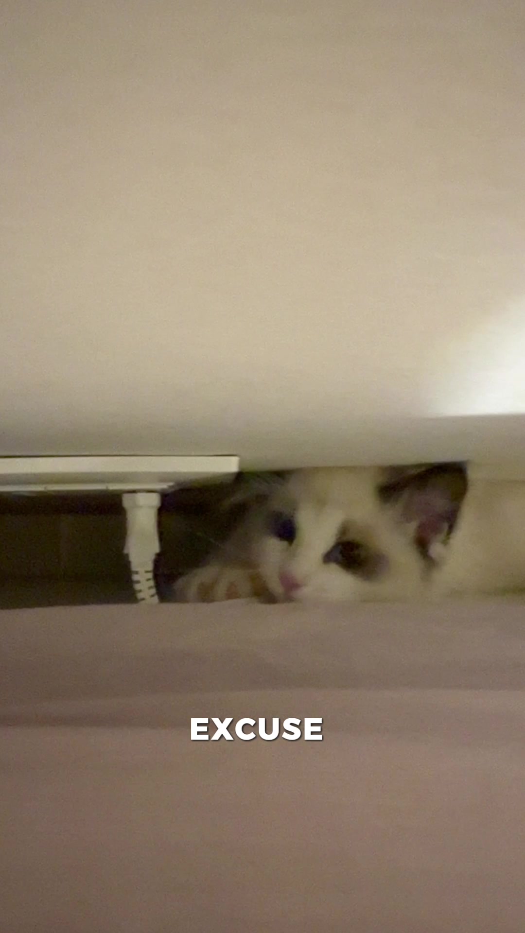 @pasha.the.ragdoll