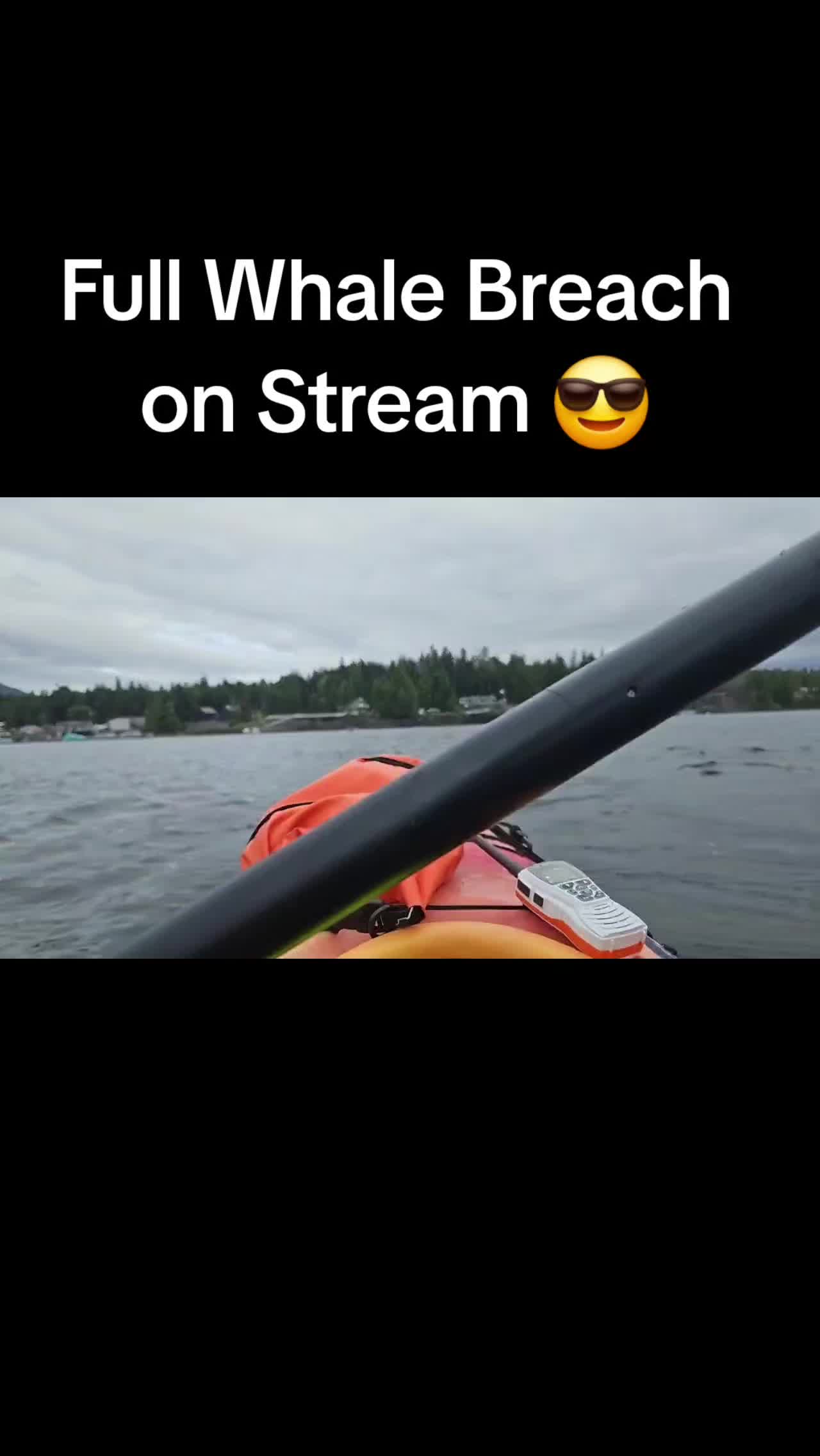 @Twitch:PinkDaddyOfficial