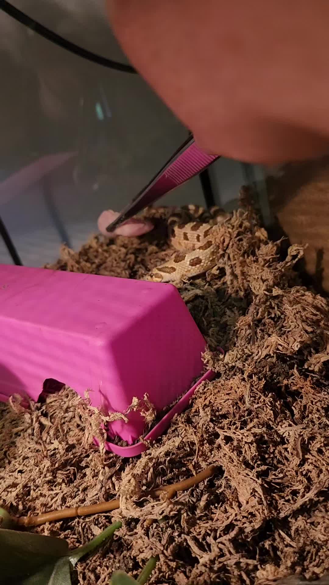 @Ballard&rsquo;s Reptiles