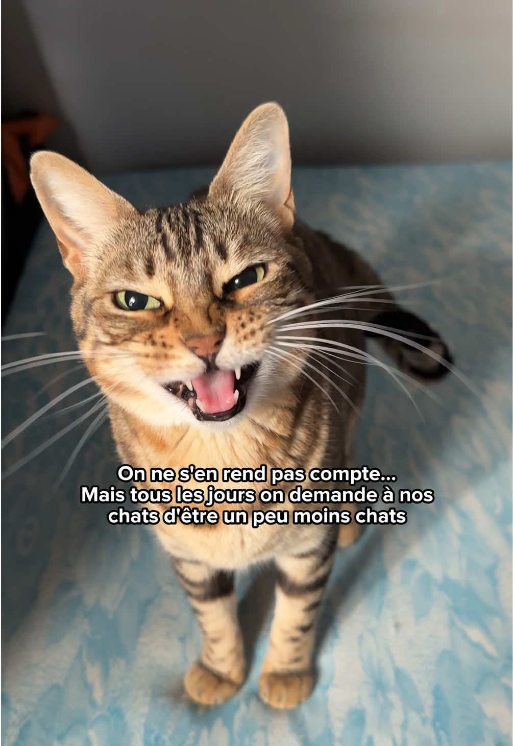 @Ricki the Bengal