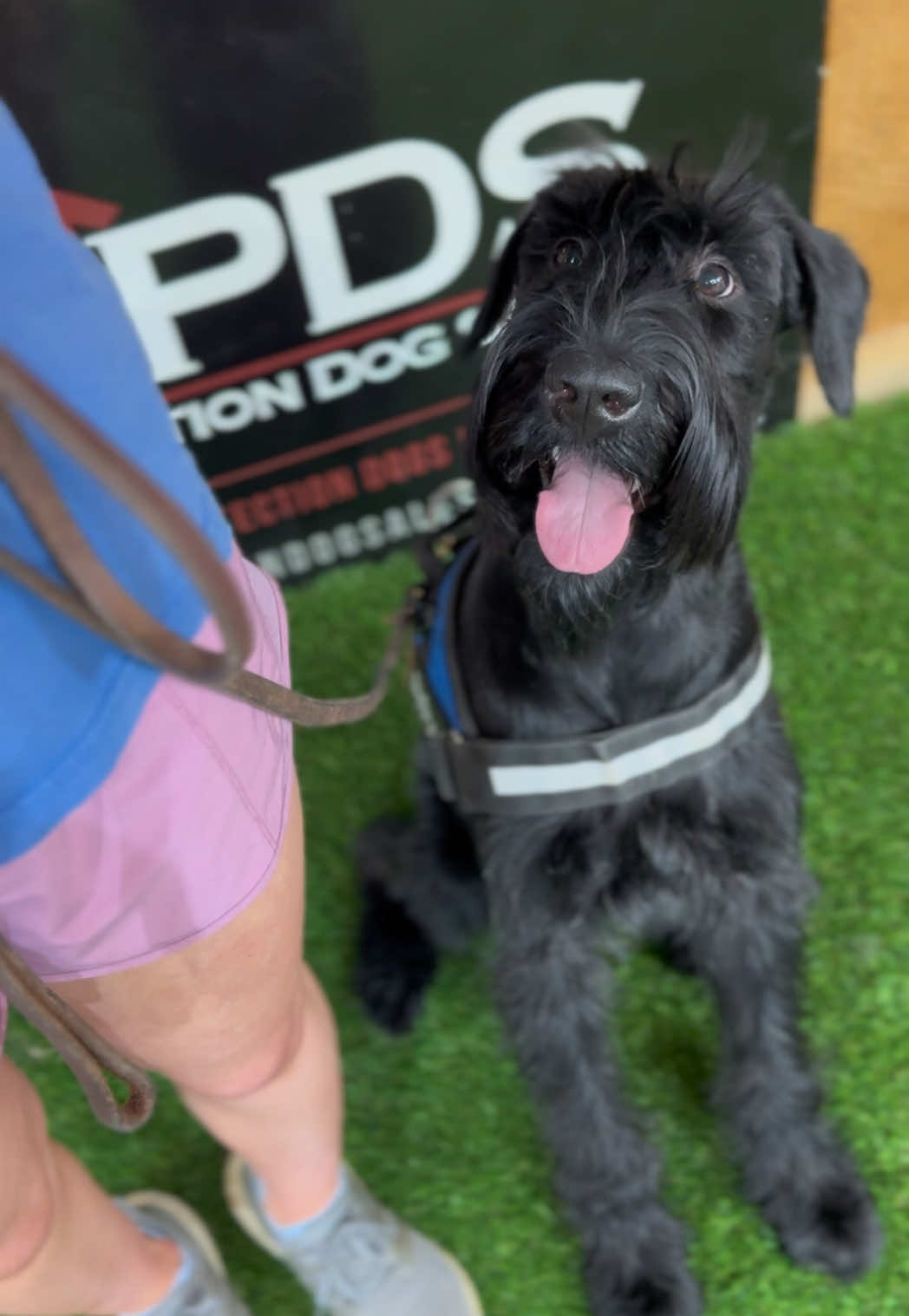 @Protection Dog Sales