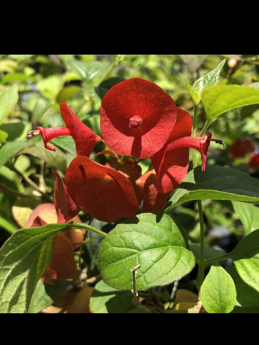 @Gu&iacute;a verde