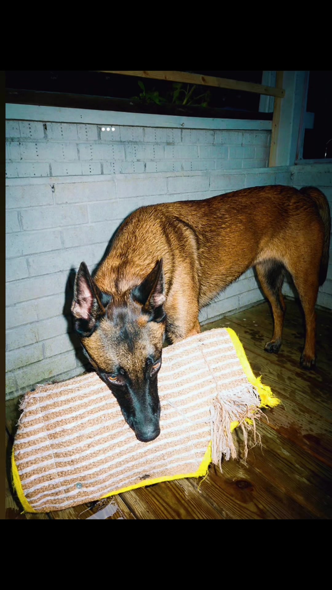 @Michigan_Malinois_1817