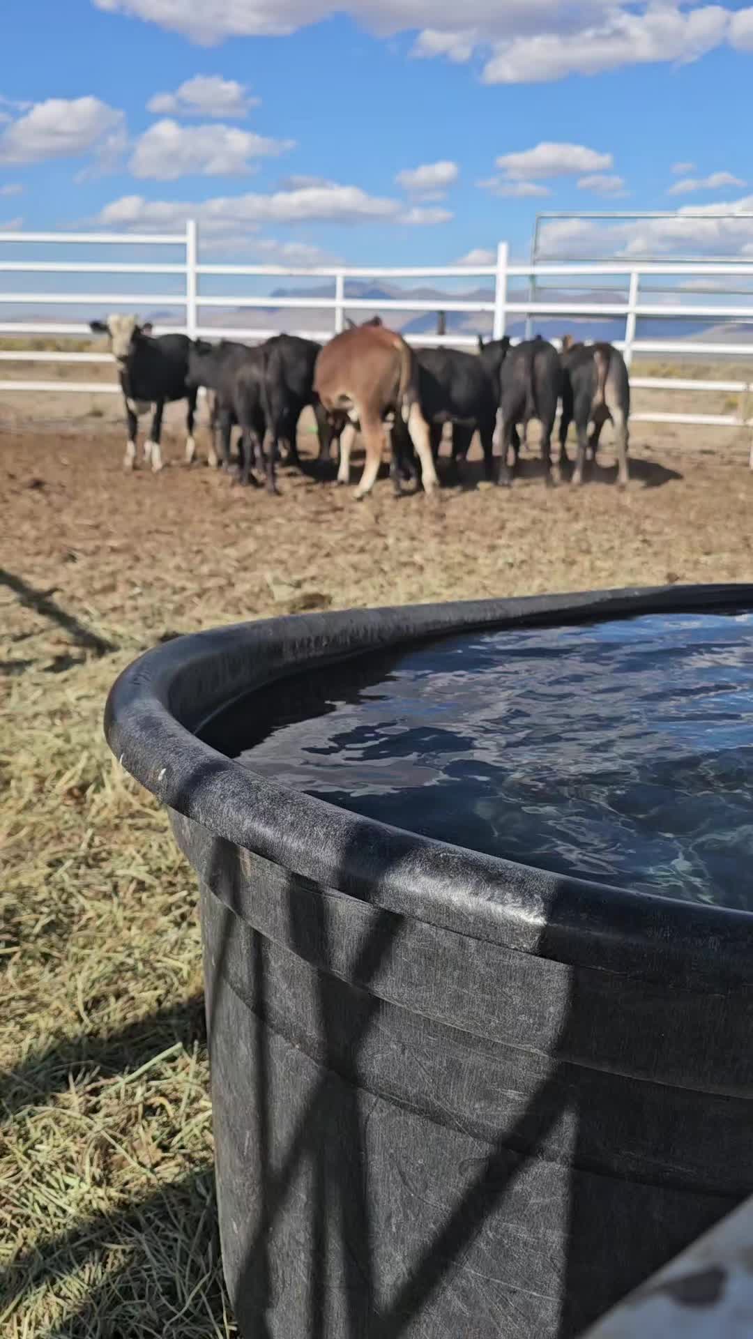 @B&G Bucking Bulls