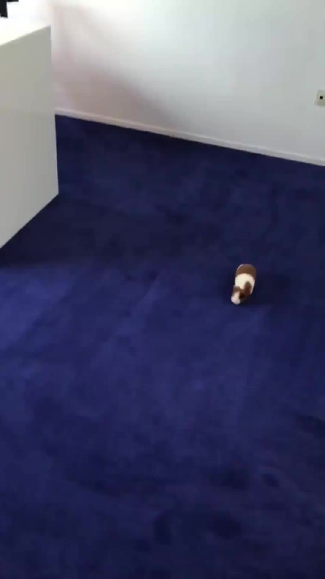 @CuteAnimal