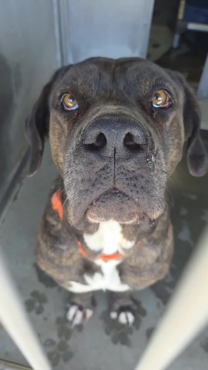 @Cane Corsos