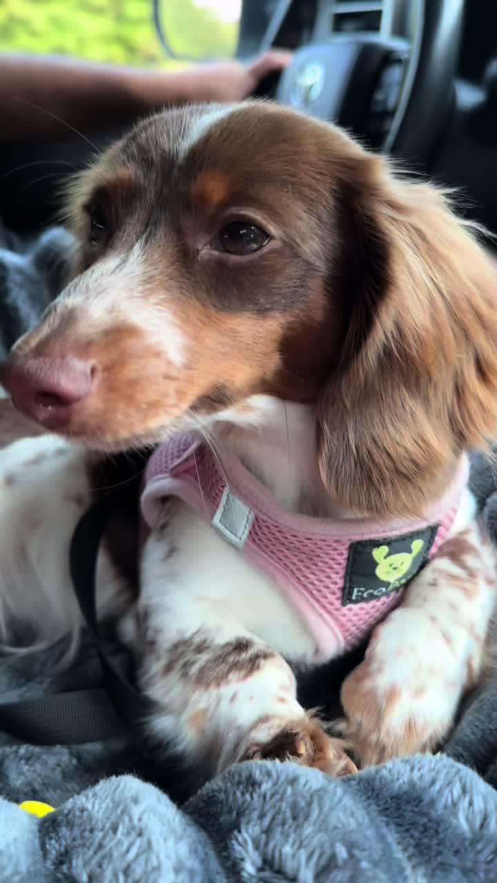 @Remi&rsquo;s Waggy Tales