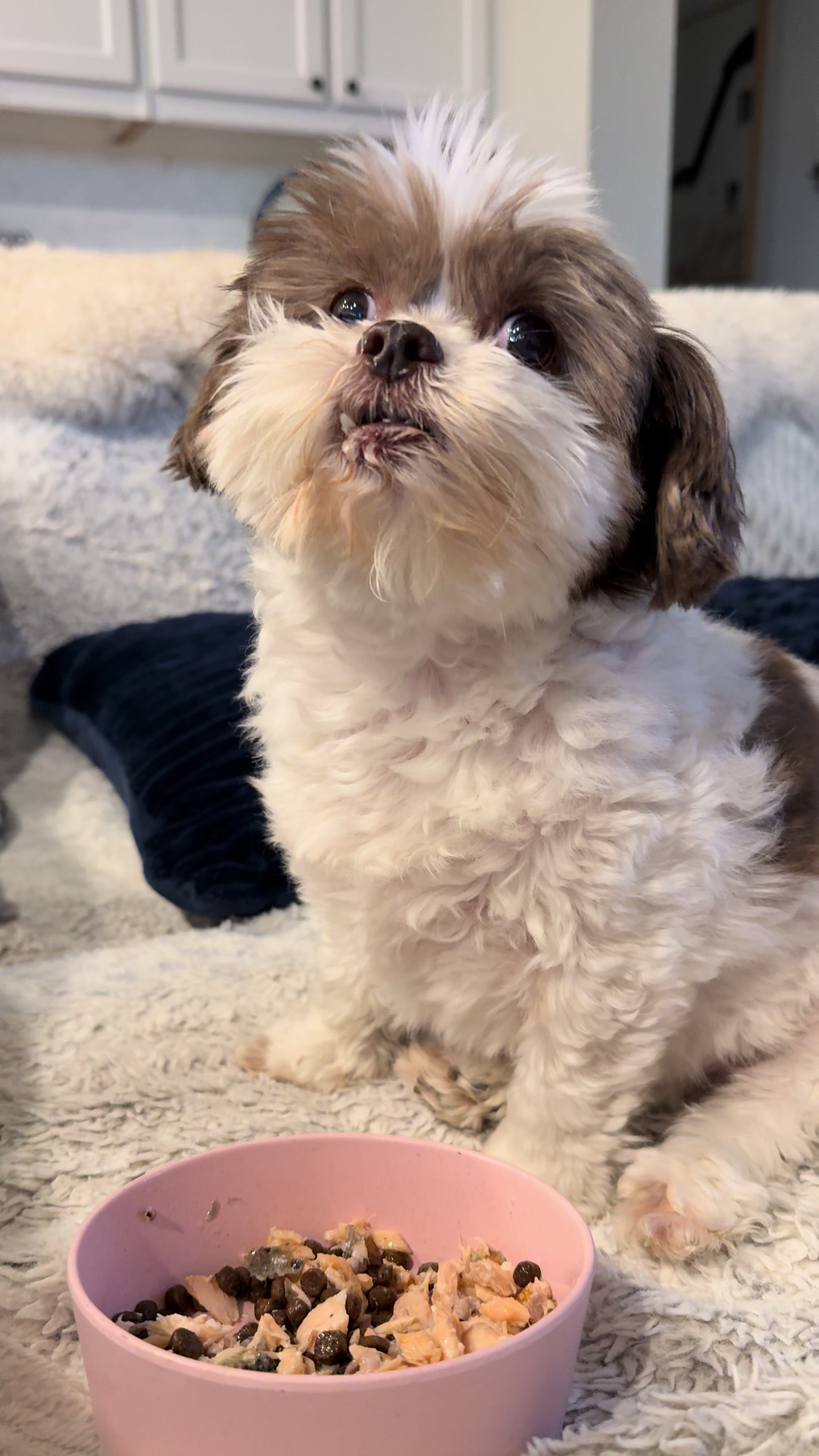 @My_4_Yorkies