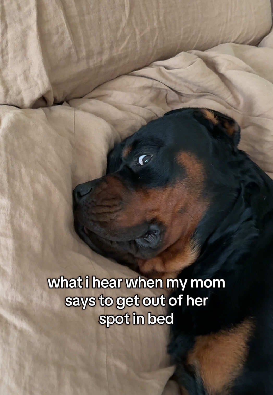 @Rex the Rottweiler