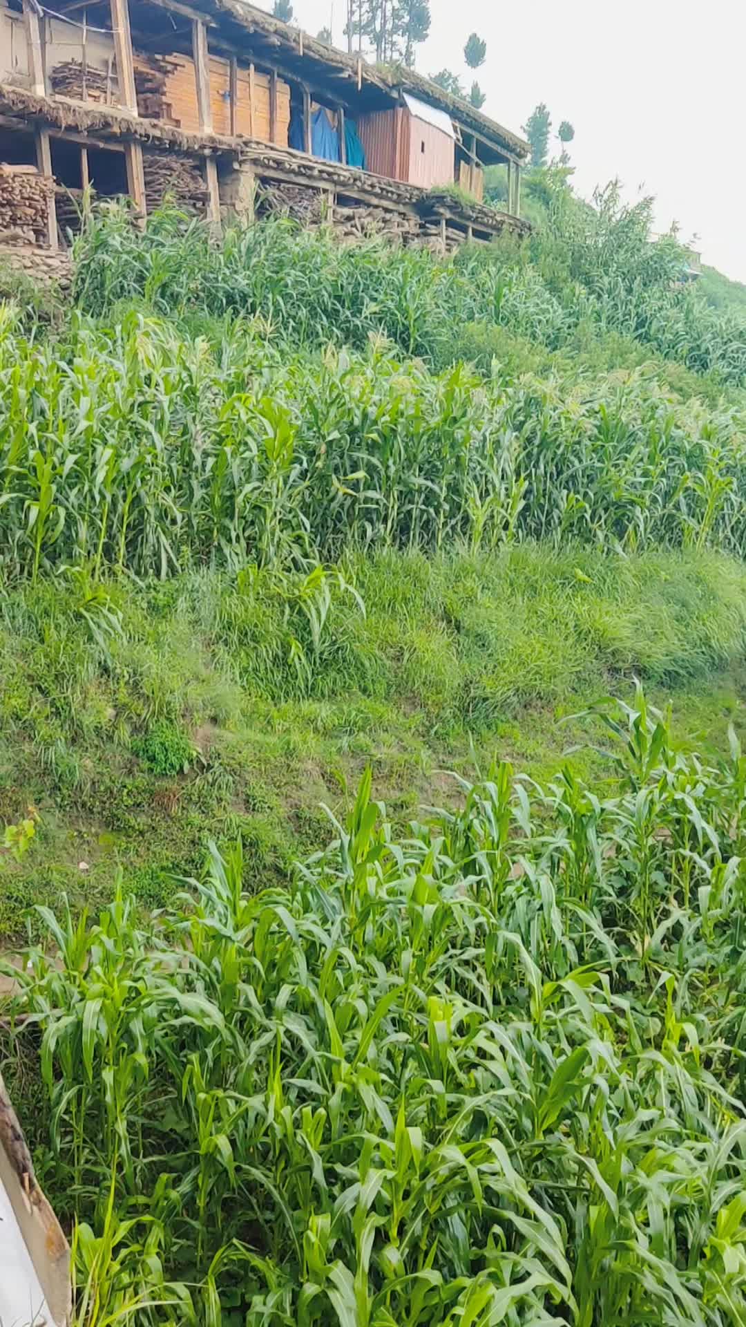@ZainKhan135