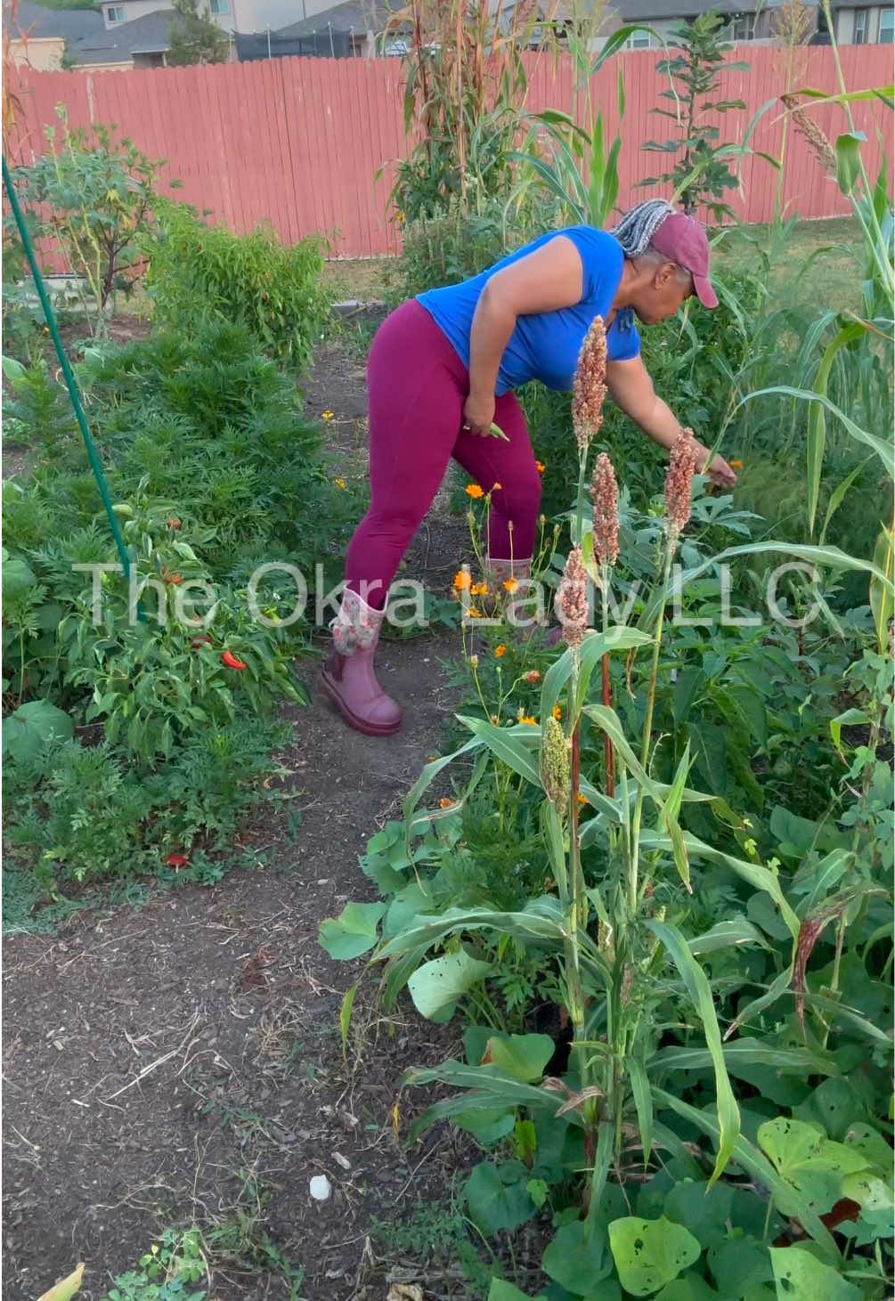 @The Okra Lady LLC