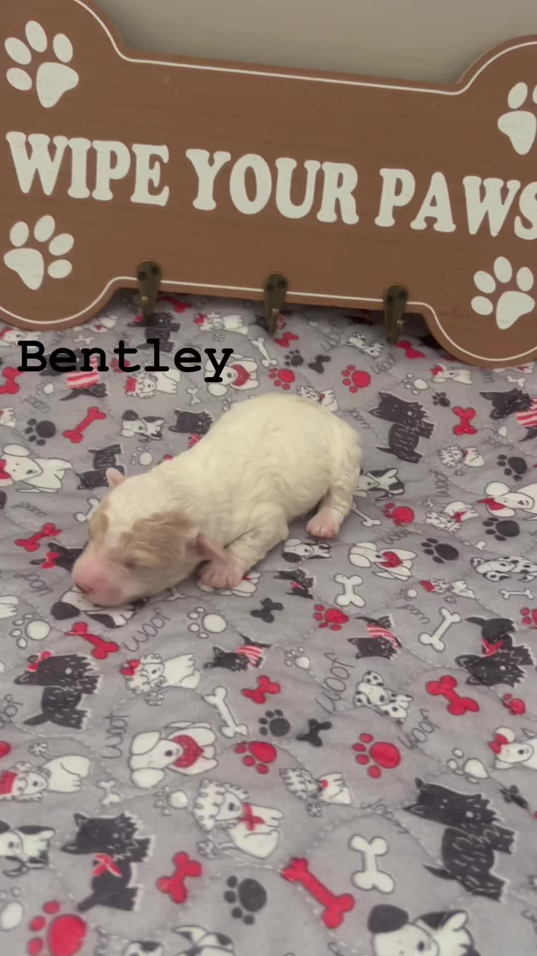 @Shortcake_kennel_2