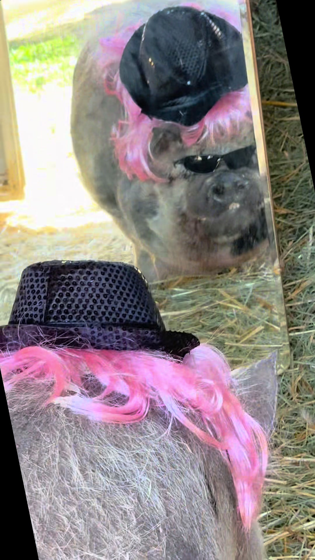 @thewinstonthepig