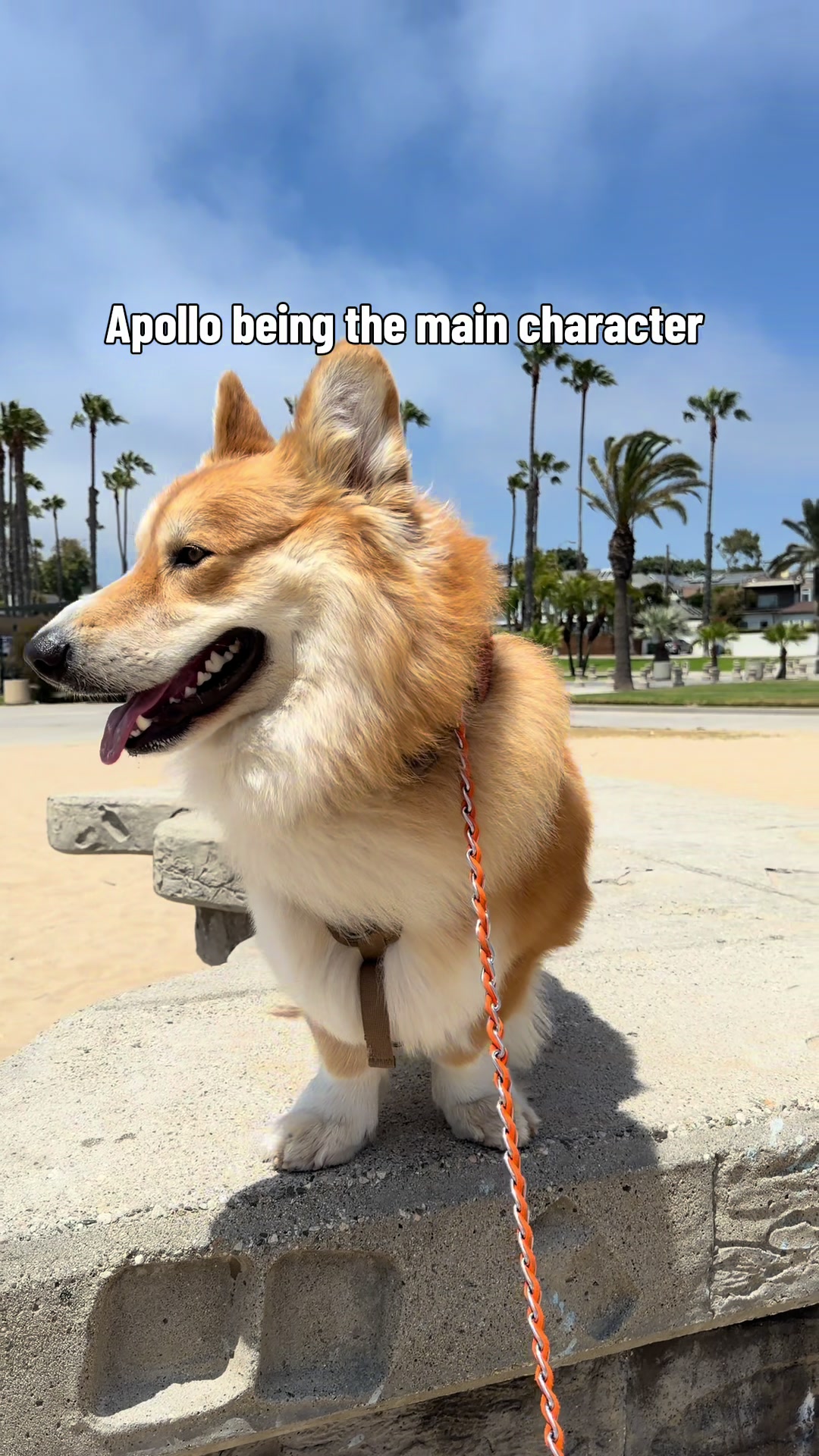 @apollothecorgimute