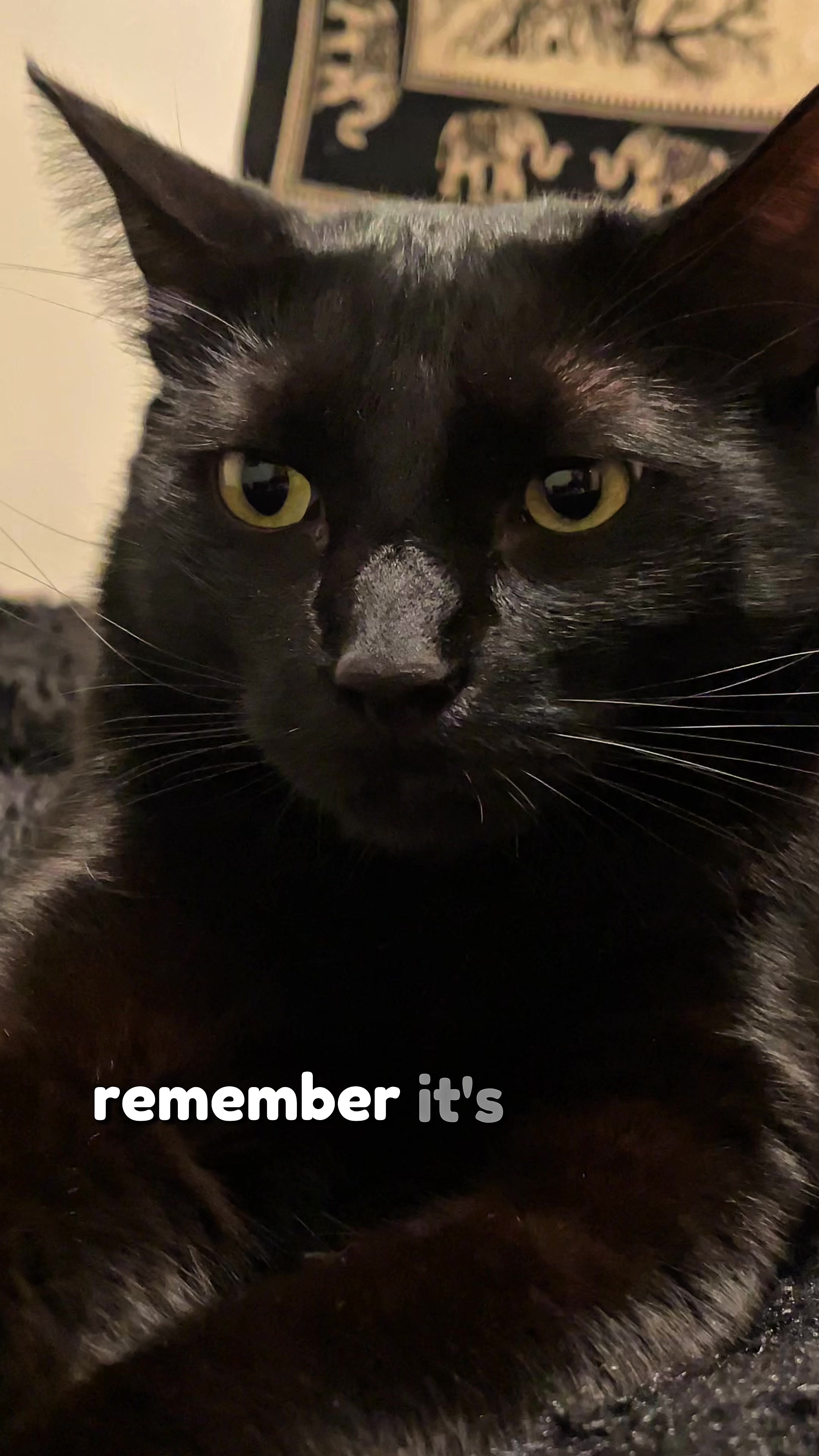 @Leon The Cat Dad