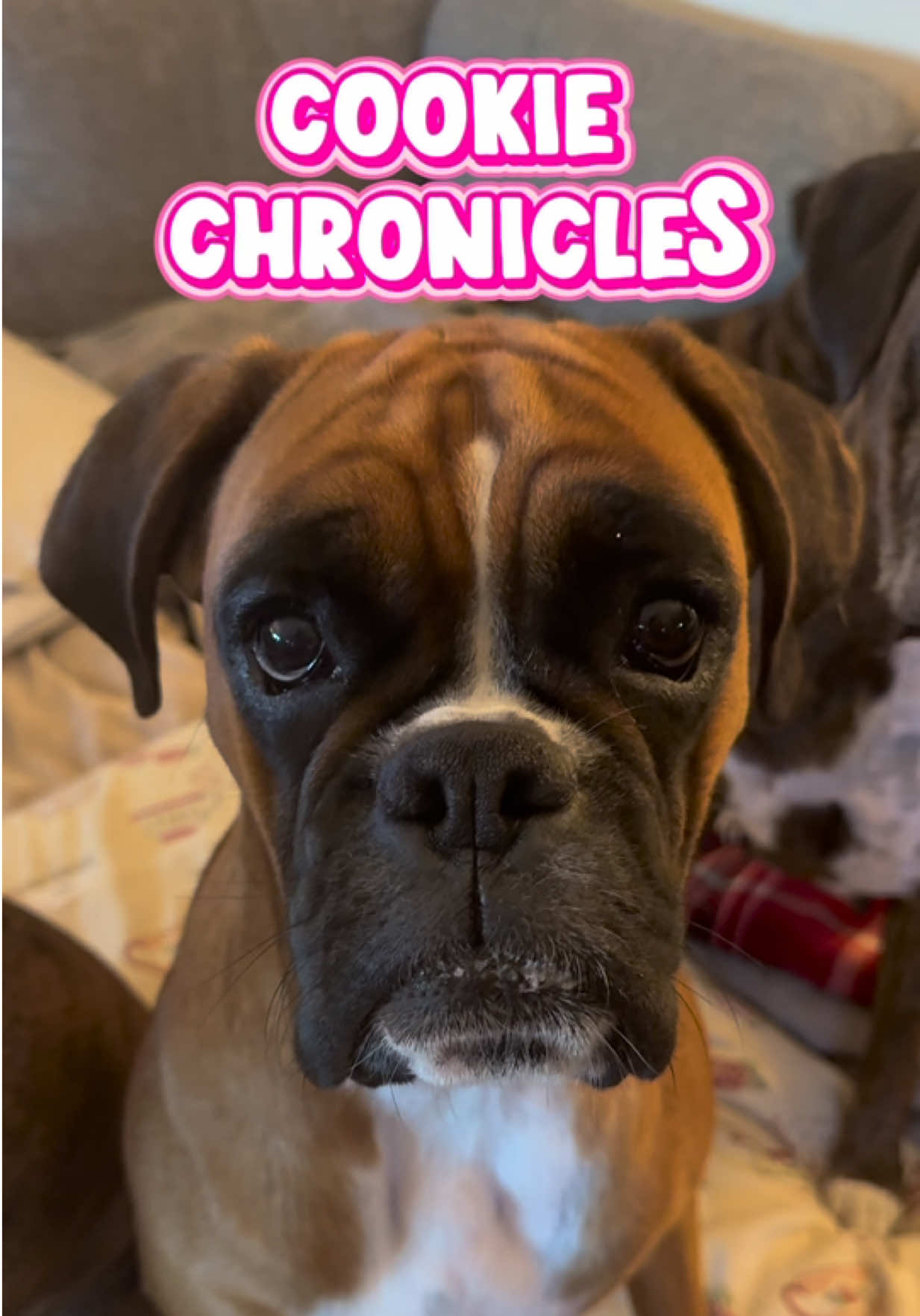 @boxermadness