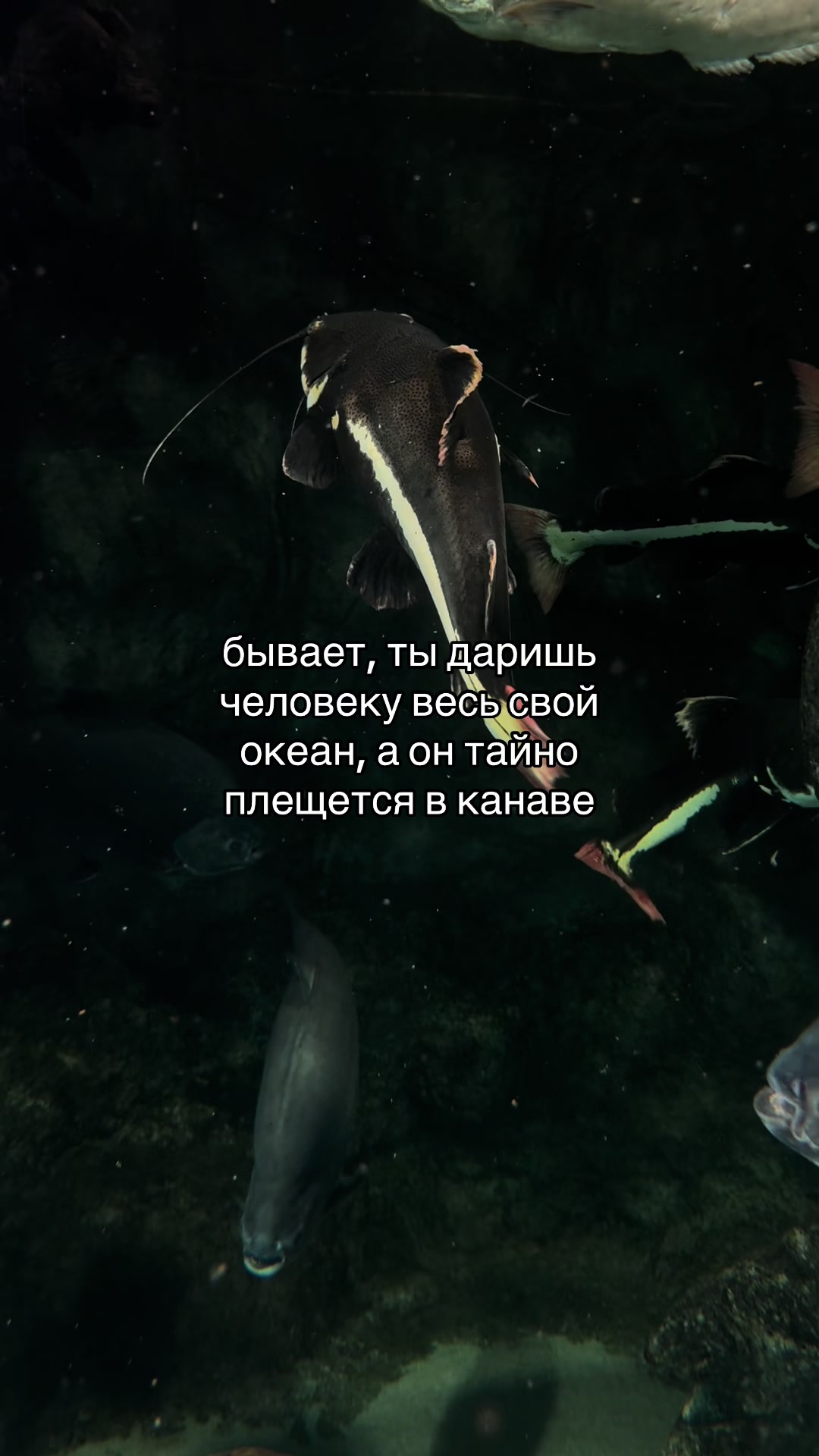 @endzhilli