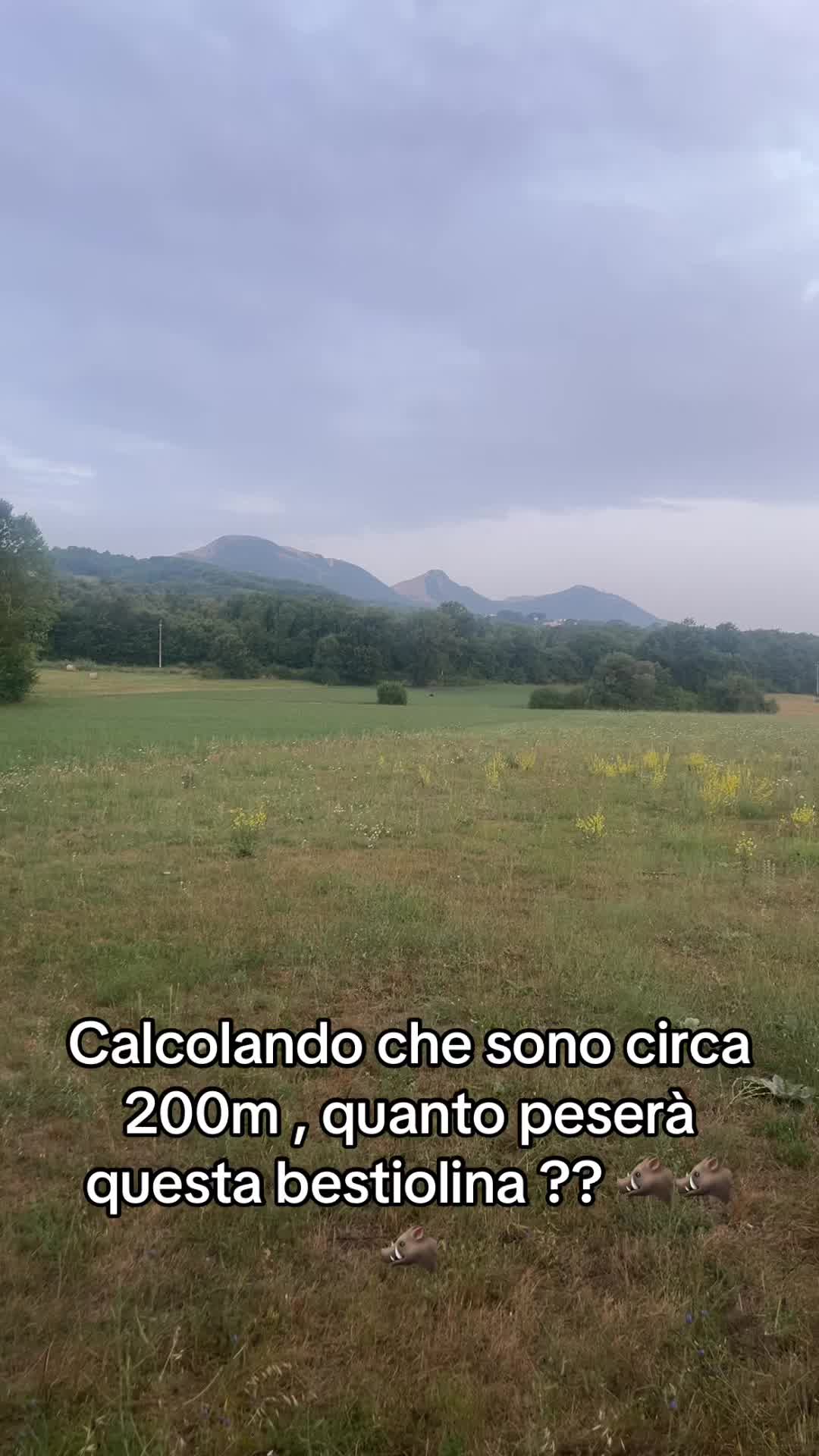 @Andrea D'Andrea