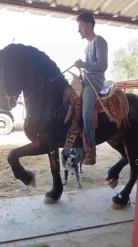 @yahirtorres6781