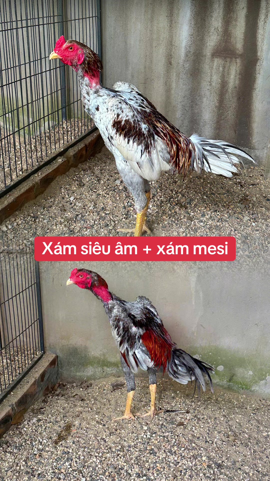 @Quyền Ba V&igrave;