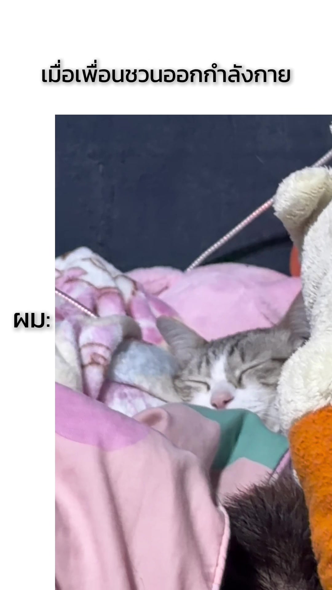 @💕วงจรแมวเหมียว😸😸