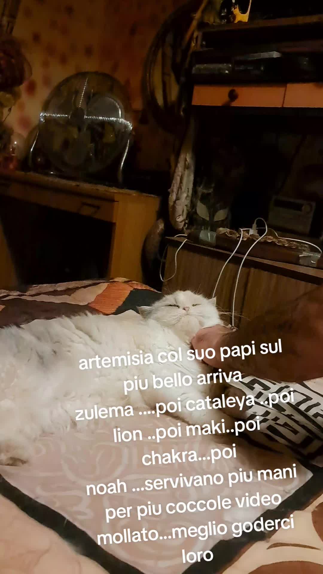 @stefaniamarcialis2