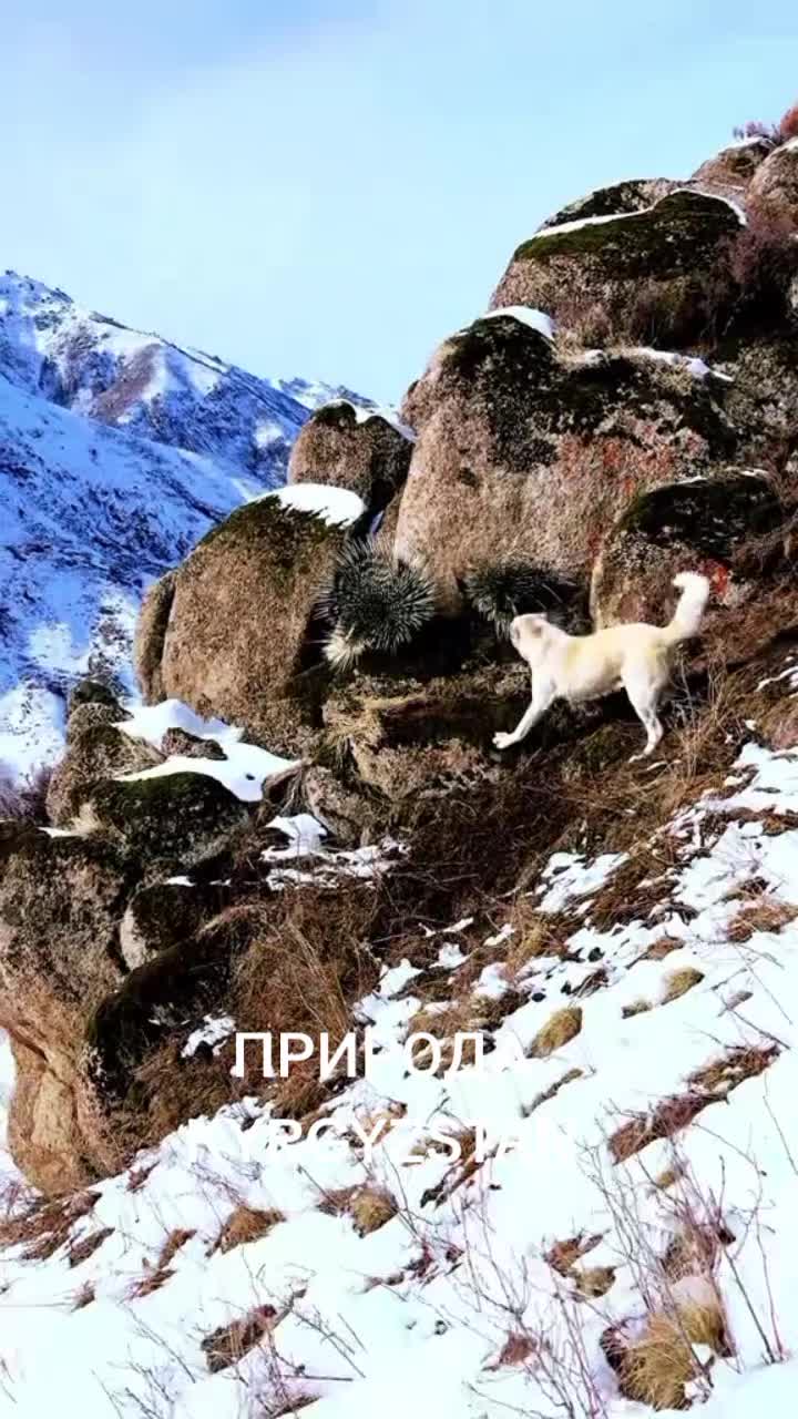 @Aidarali Maasaliev
