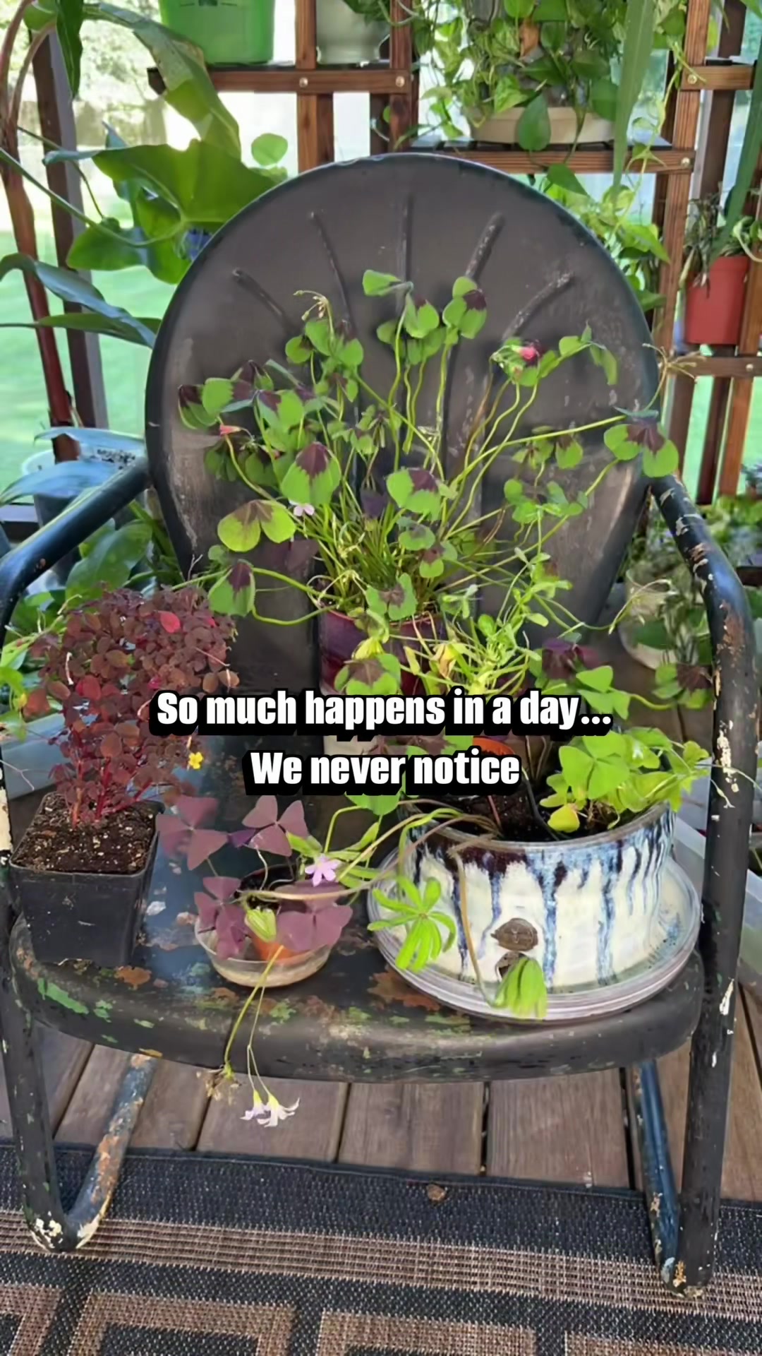 @Pothosiblyaboutplants